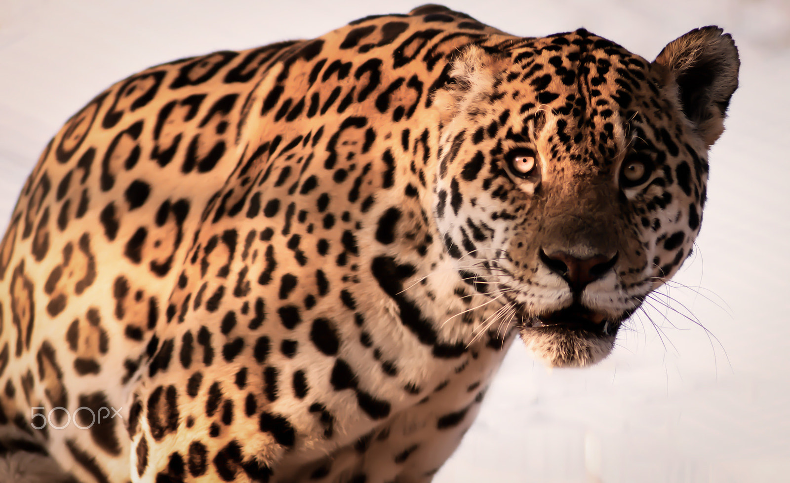 Nikon D800 + AF Nikkor 180mm f/2.8 IF-ED sample photo. Curious jaguar photography