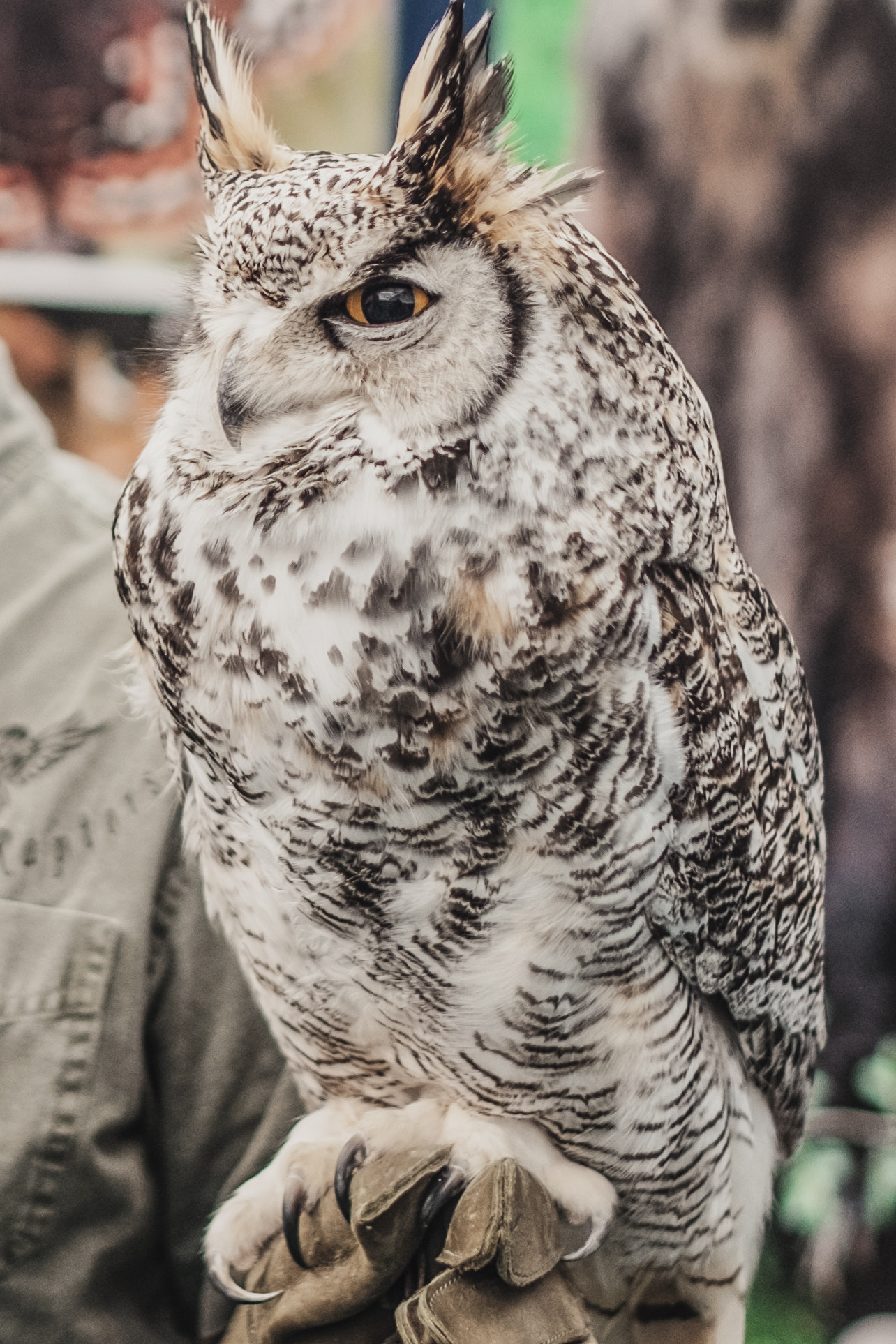 Fujifilm X-T1 + Fujifilm XF 23mm F1.4 R sample photo. More owl photography