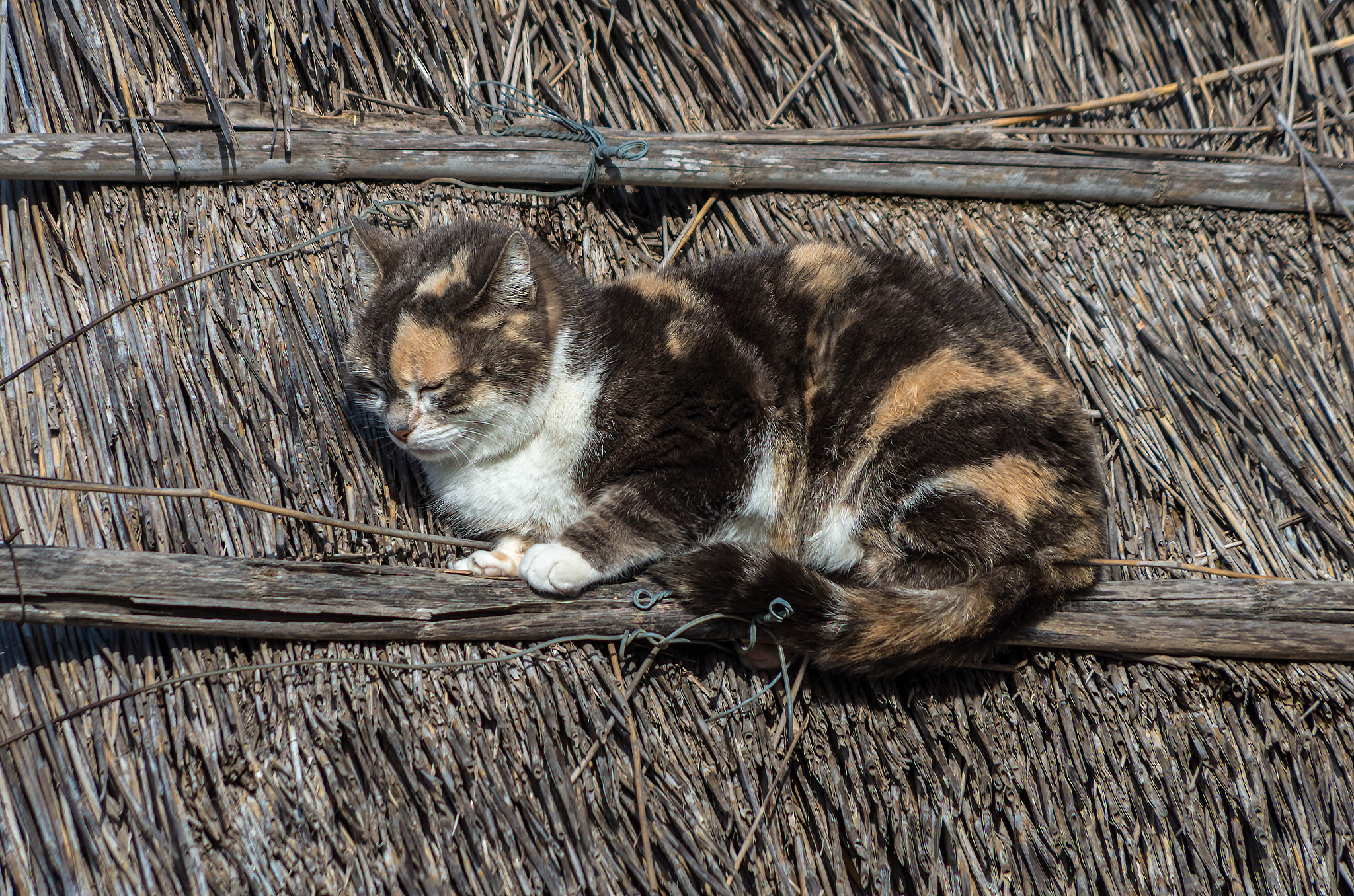 Pentax smc DA 55-300mm F4.0-5.8 ED sample photo. Chat sur un toit de chaume photography