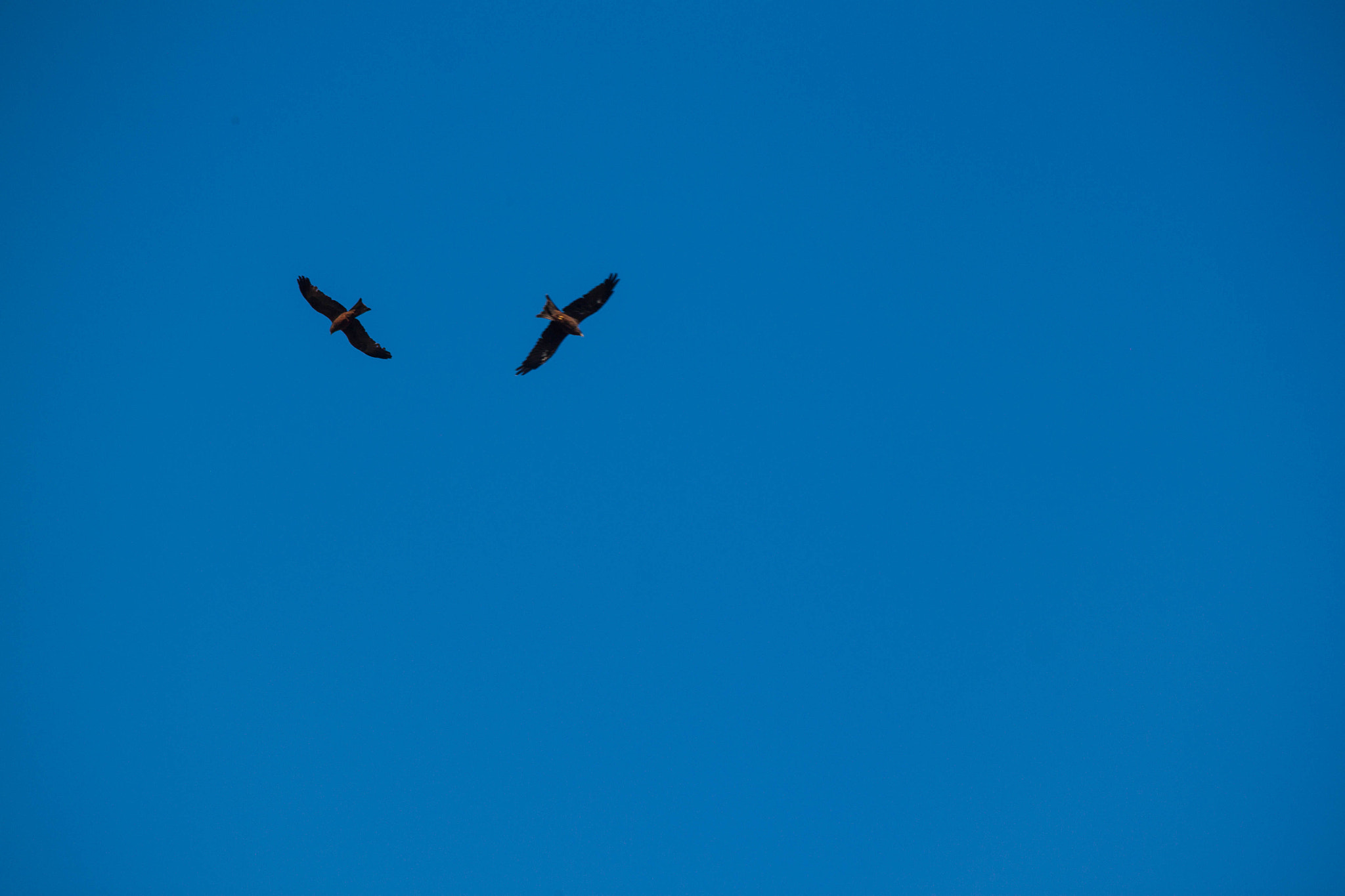 Canon EF-S 55-250mm F4-5.6 IS sample photo. Twin birds photography
