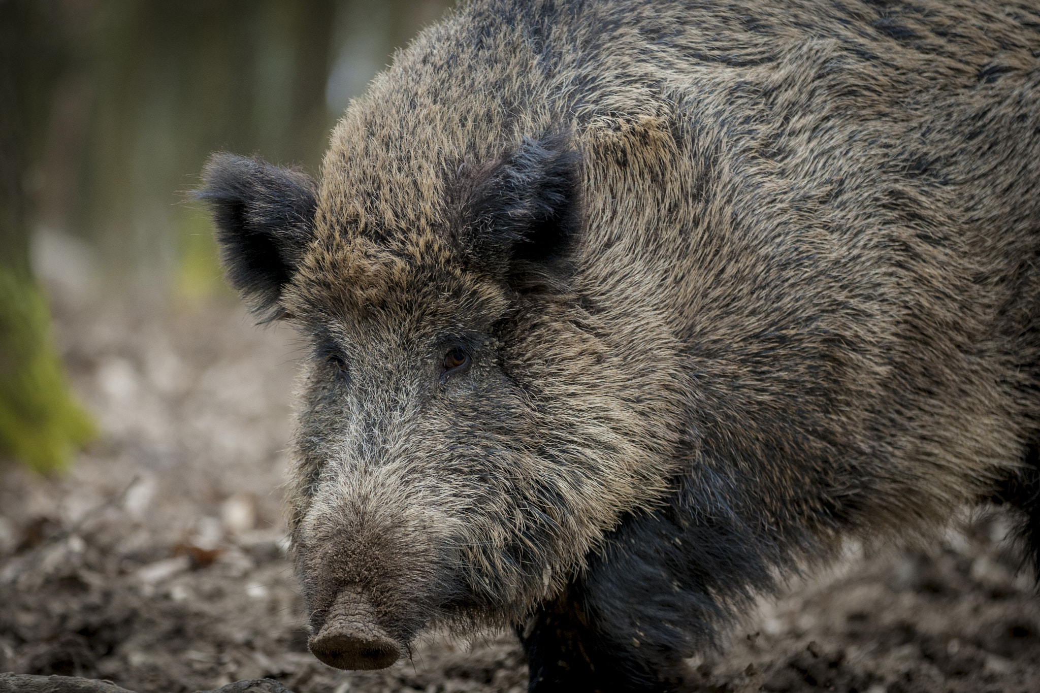 Canon EOS-1D Mark III sample photo. European wild boar photography