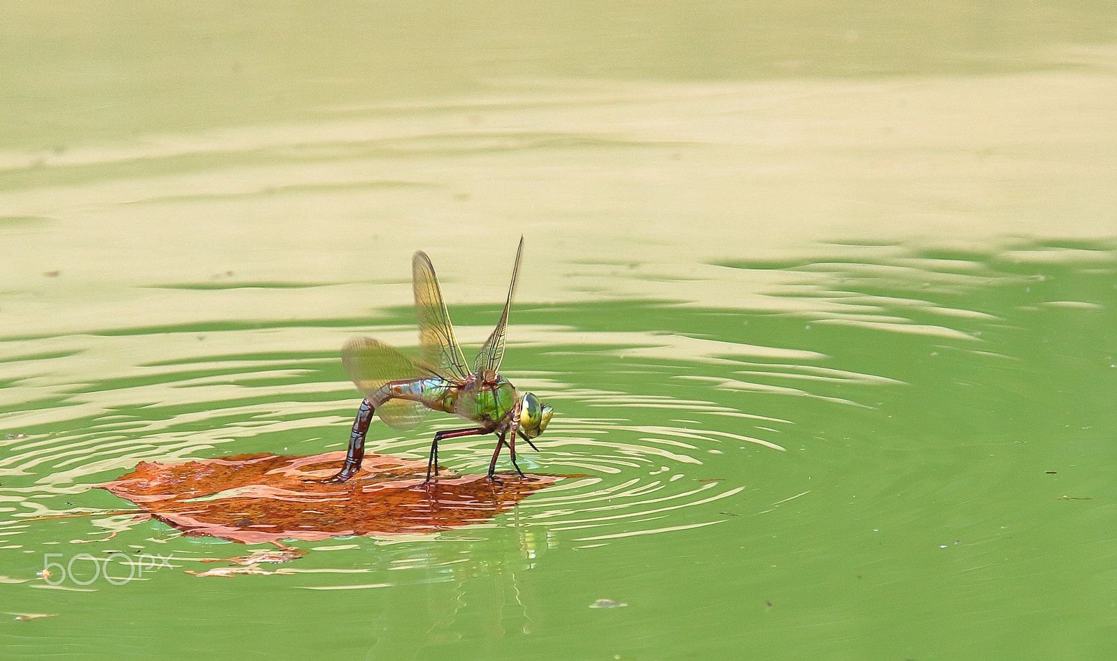 Canon EOS 100D (EOS Rebel SL1 / EOS Kiss X7) sample photo. Dragonfly cooling off in a pool photography