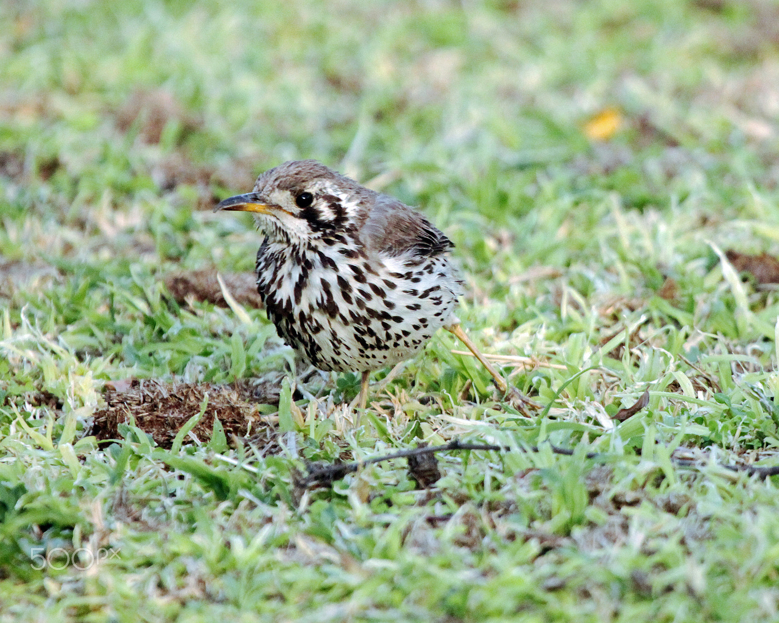 Canon EF 100-400mm F4.5-5.6L IS USM sample photo. Groundscraper thrush photography