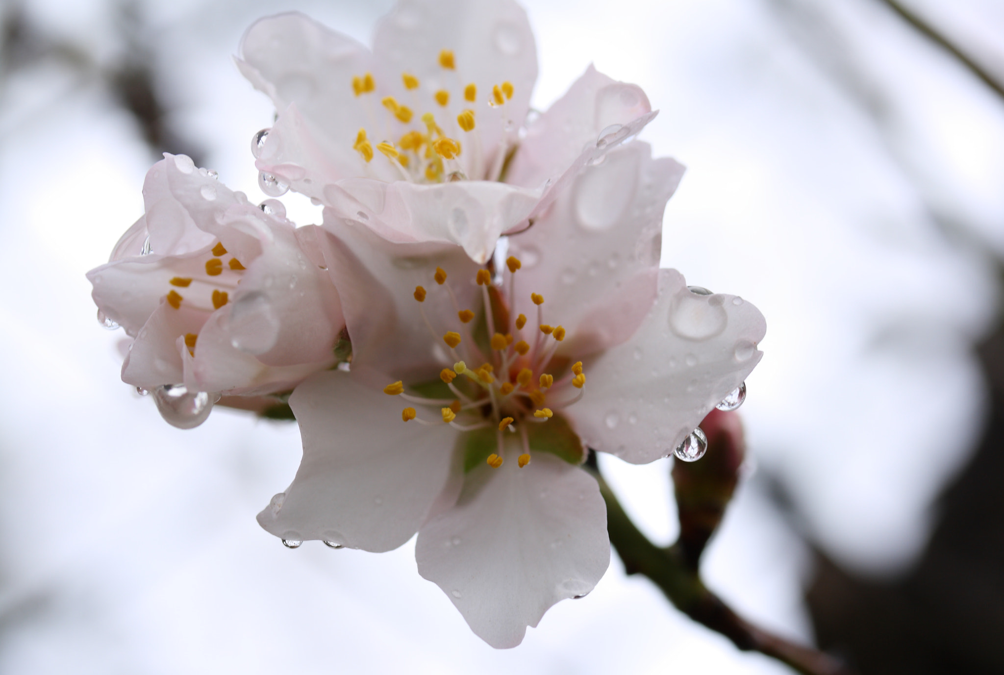 Canon EF-S 60mm F2.8 Macro USM sample photo. Blanca photography