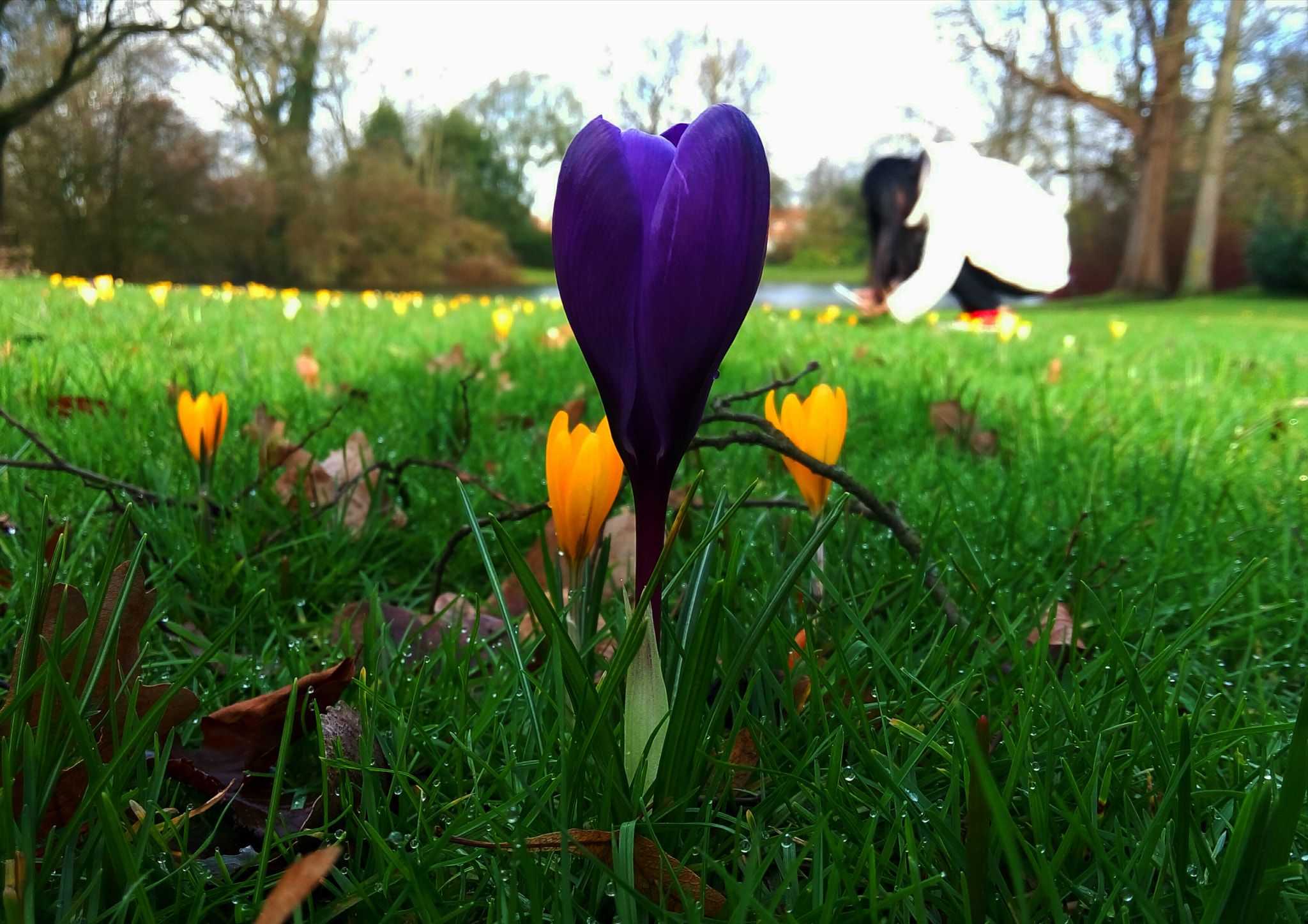 Meizu m1 note sample photo. Flower and flower photography