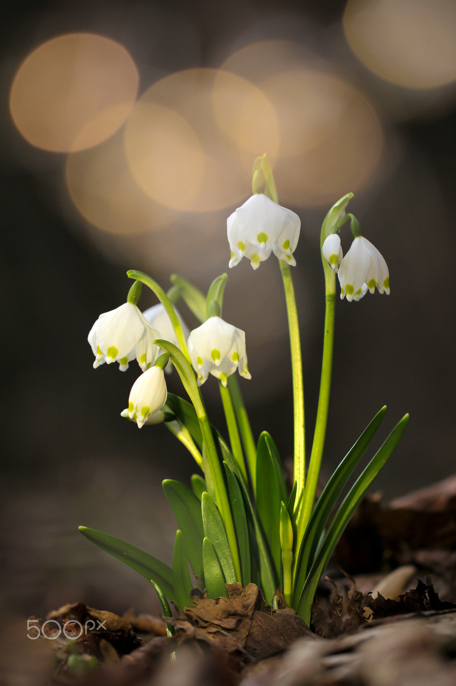 Canon EF 100mm F2.8L Macro IS USM sample photo. Märzenbecher │ spring snowflake │leucojum vernum photography