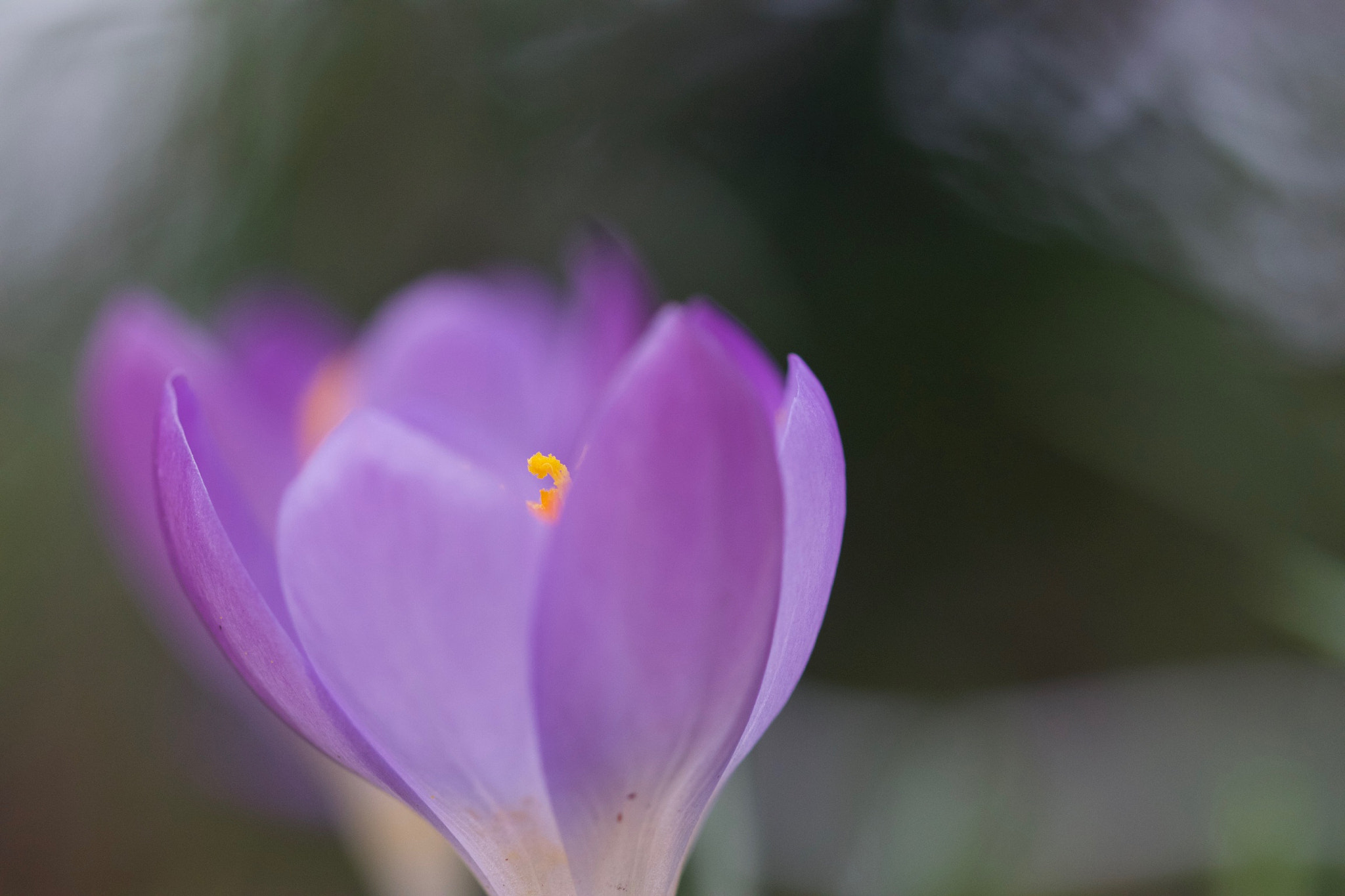 Canon EF 100mm F2.8L Macro IS USM sample photo. Crocus photography