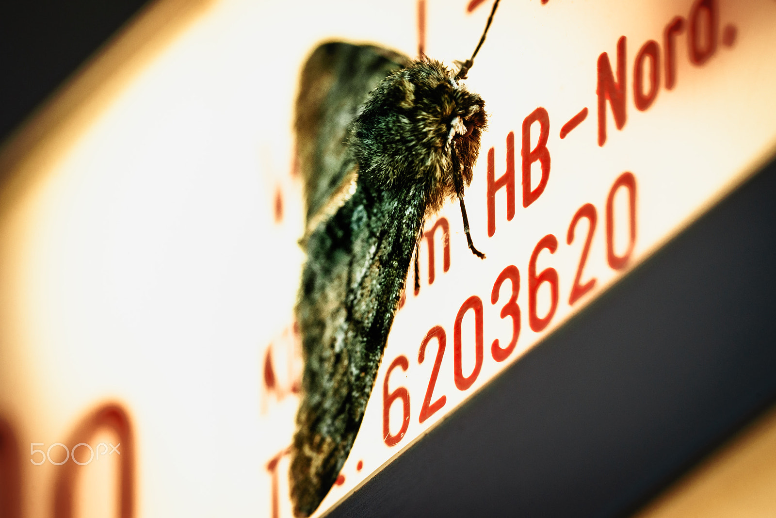 Sony a7R + Sony FE 90mm F2.8 Macro G OSS sample photo. Motte photography