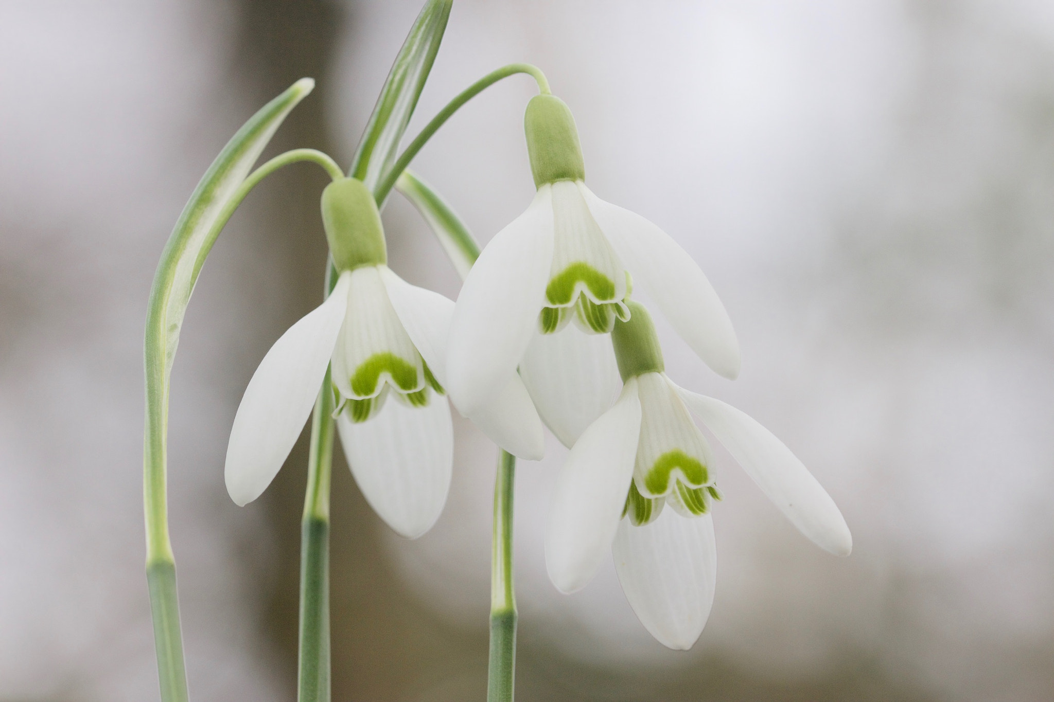 Canon EF 100mm F2.8L Macro IS USM sample photo. Snowdrops photography