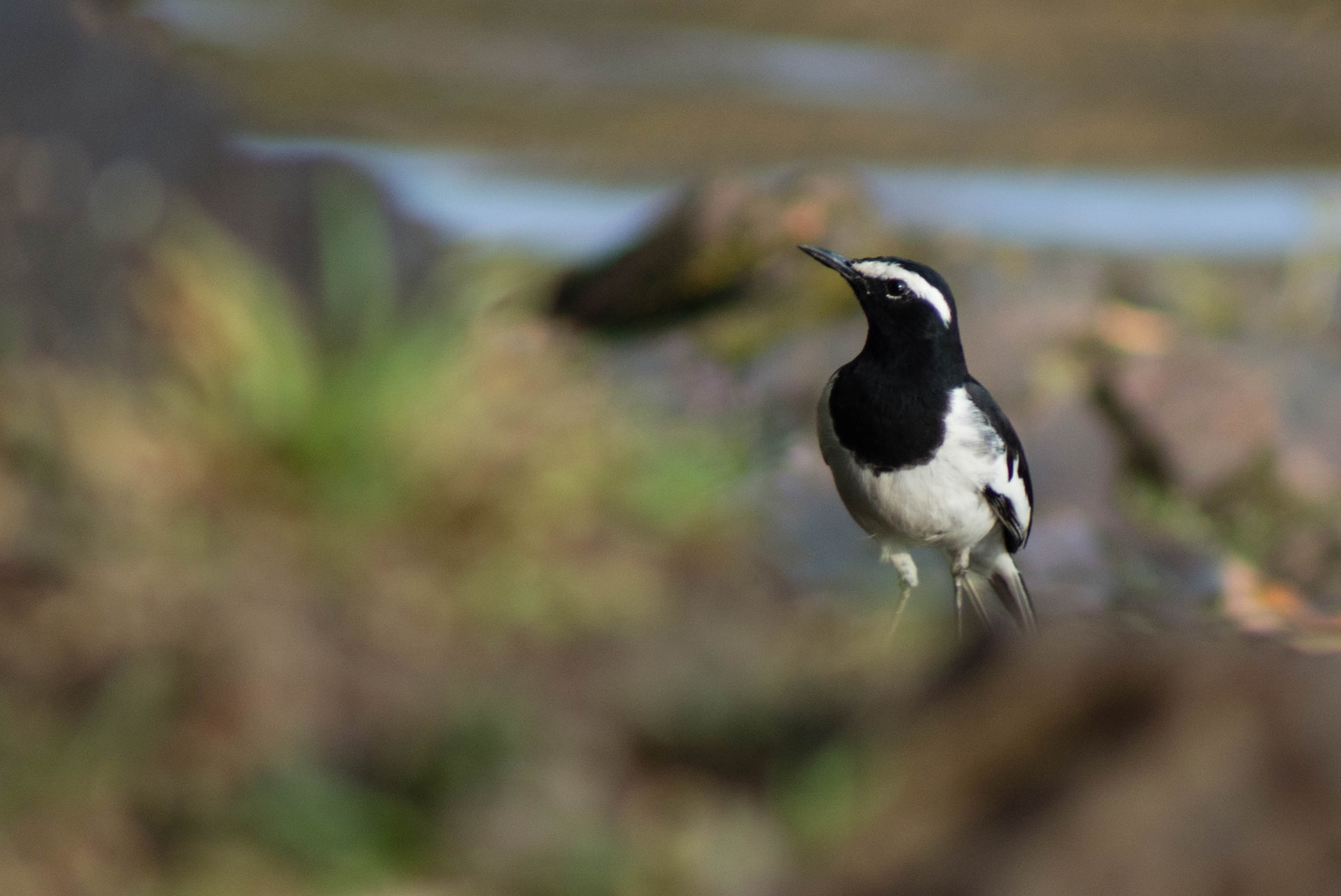 Nikon D5200 + Sigma 50-150mm F2.8 EX APO DC HSM II + 1.4x sample photo. White browed wagtail ! photography