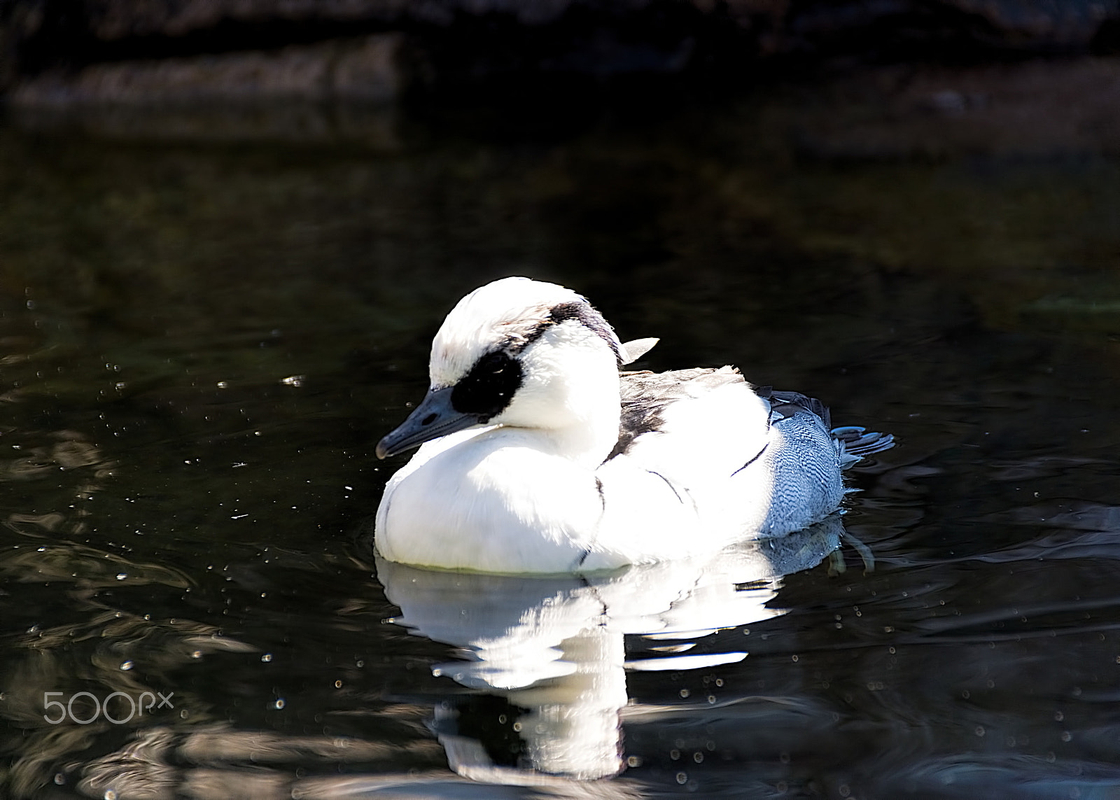 Sigma 18-250mm F3.5-6.3 DC Macro OS HSM sample photo. Waterfowl photography