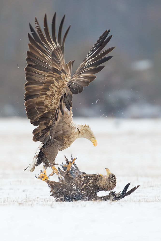 Canon EF 500mm F4L IS USM sample photo. Seaeagle in conflict photography