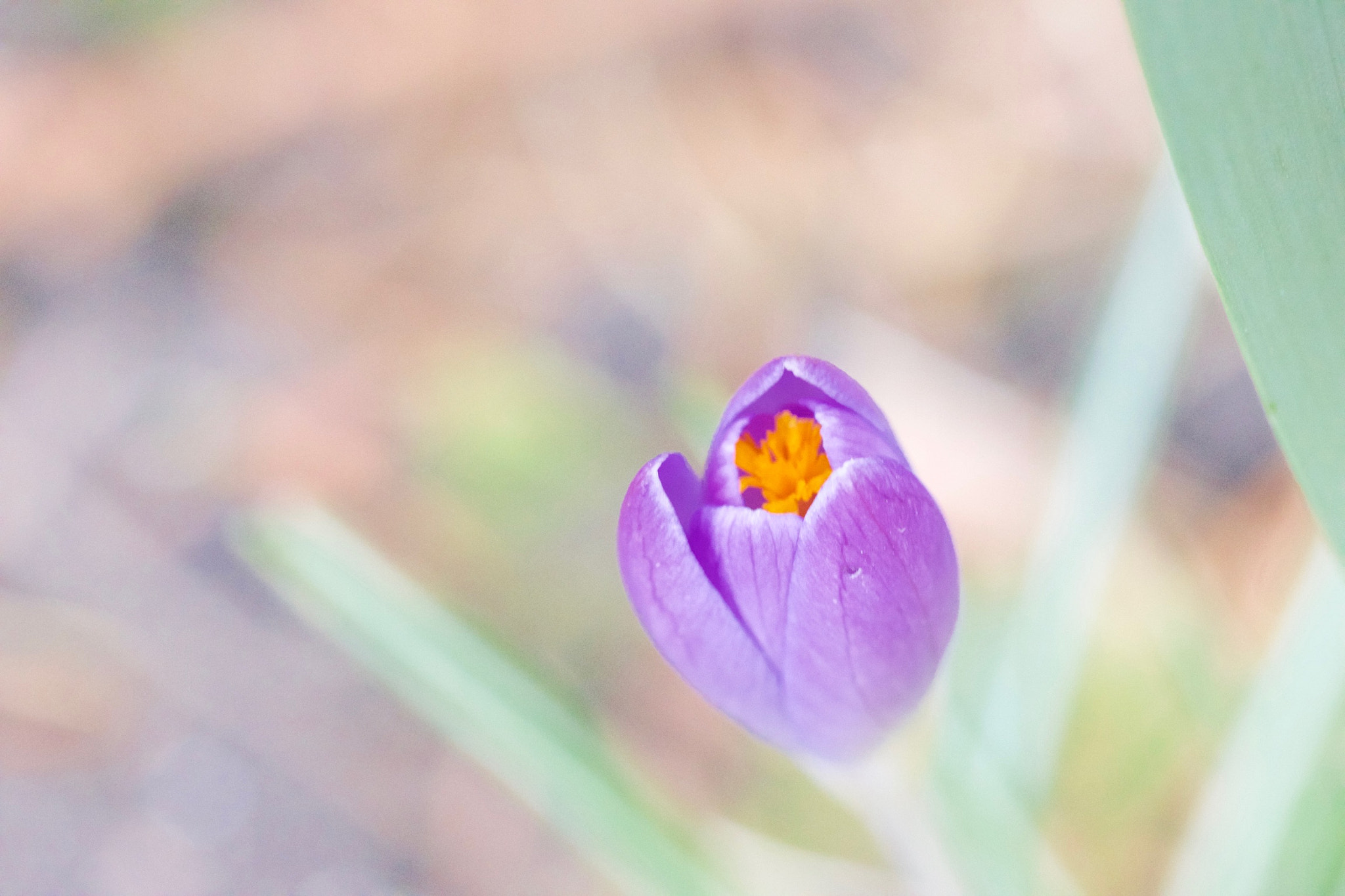 Canon EF 100mm F2.8L Macro IS USM sample photo. Sleepy crocus photography