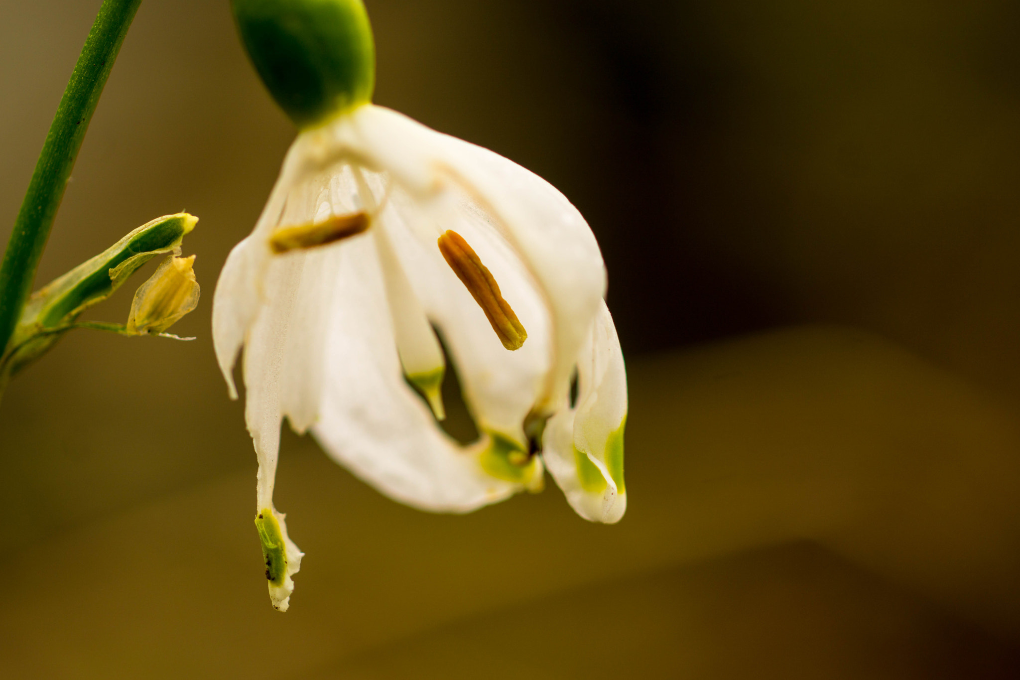 MACRO 50mm F2.8 sample photo. Märzenbecher - mal anders photography