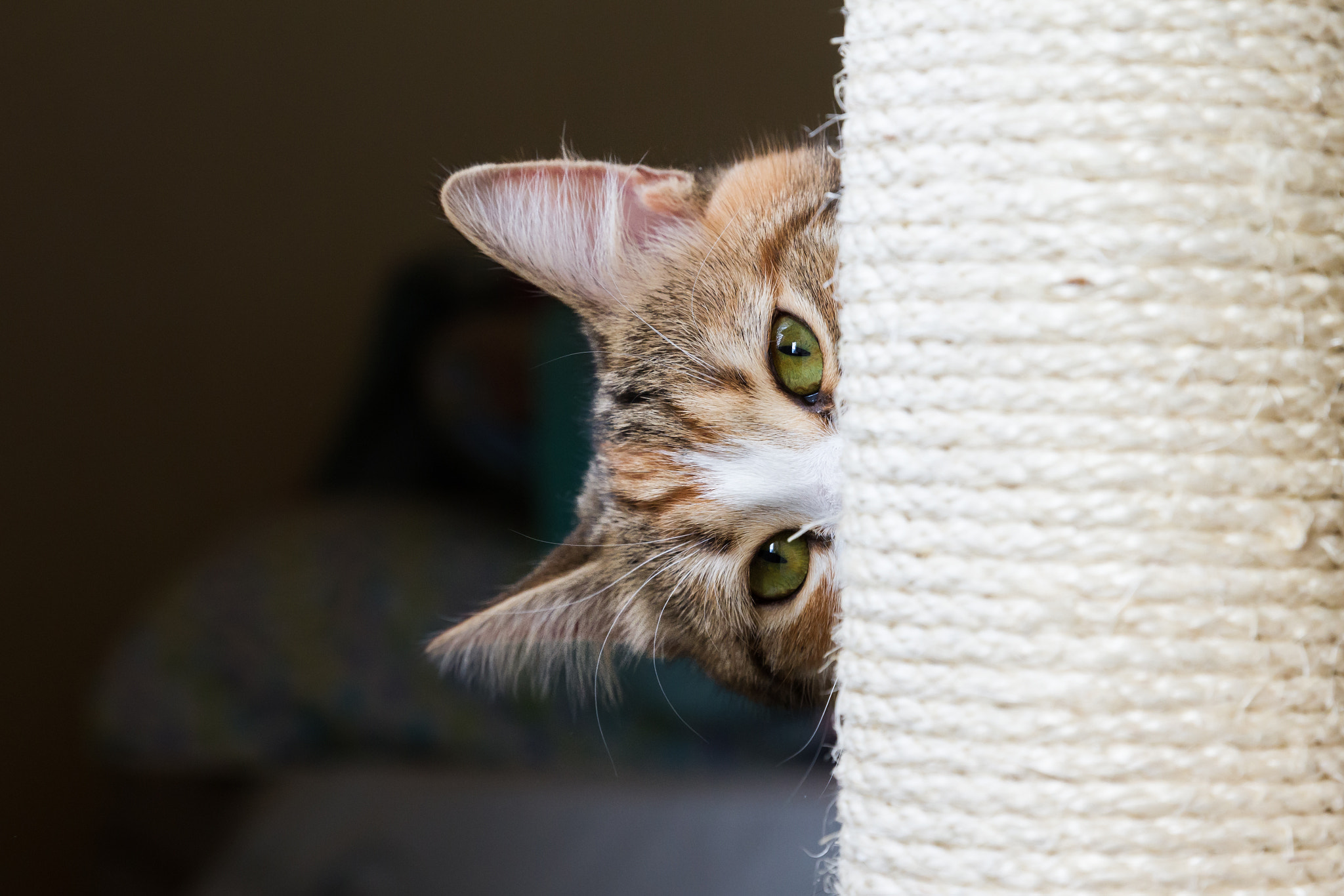 Canon EF 24-70mm F2.8L II USM sample photo. Secret cat service photography