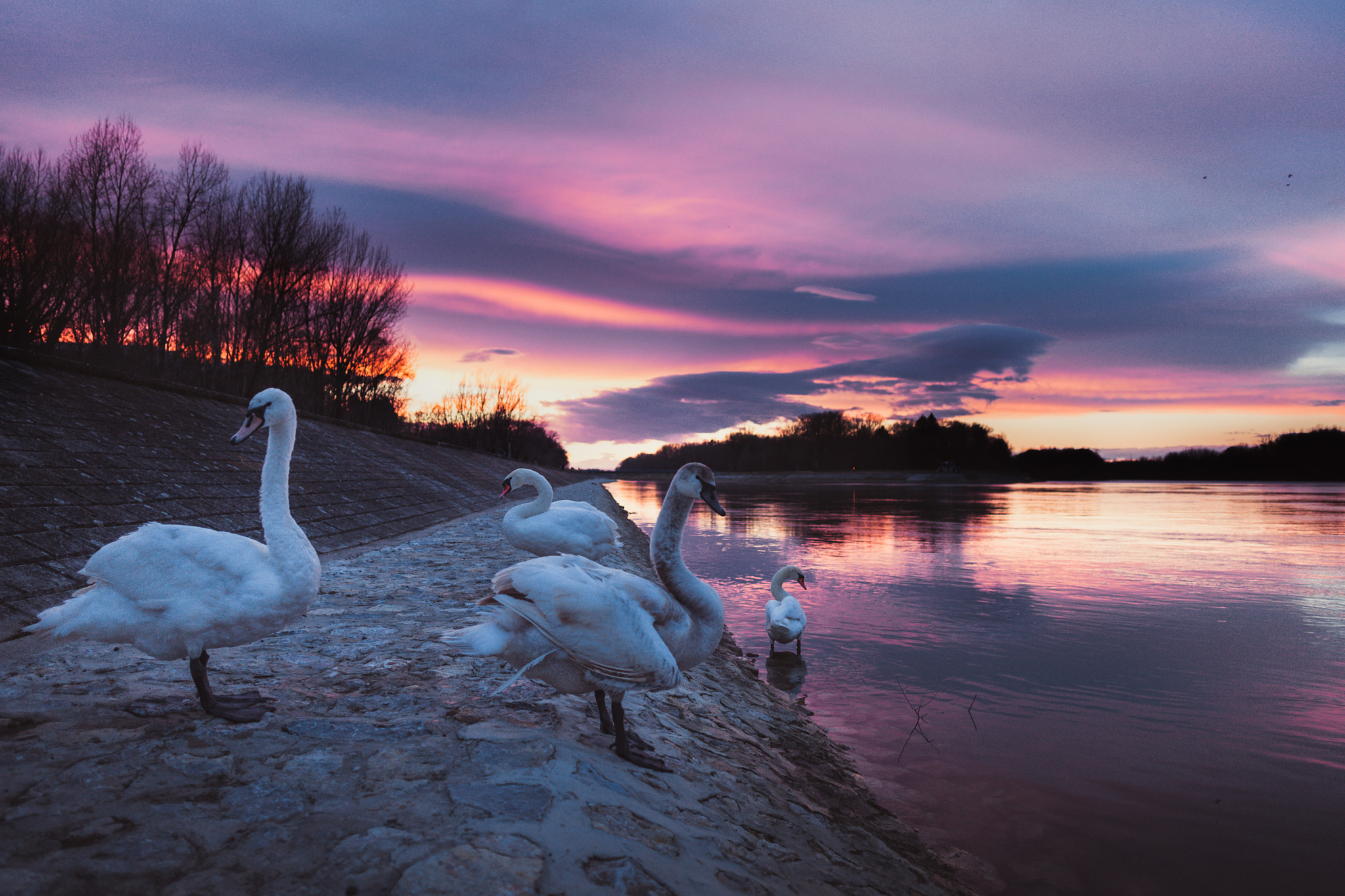 Canon EOS 5D Mark II + Canon EF 24mm F2.8 IS USM sample photo. Purple dream photography