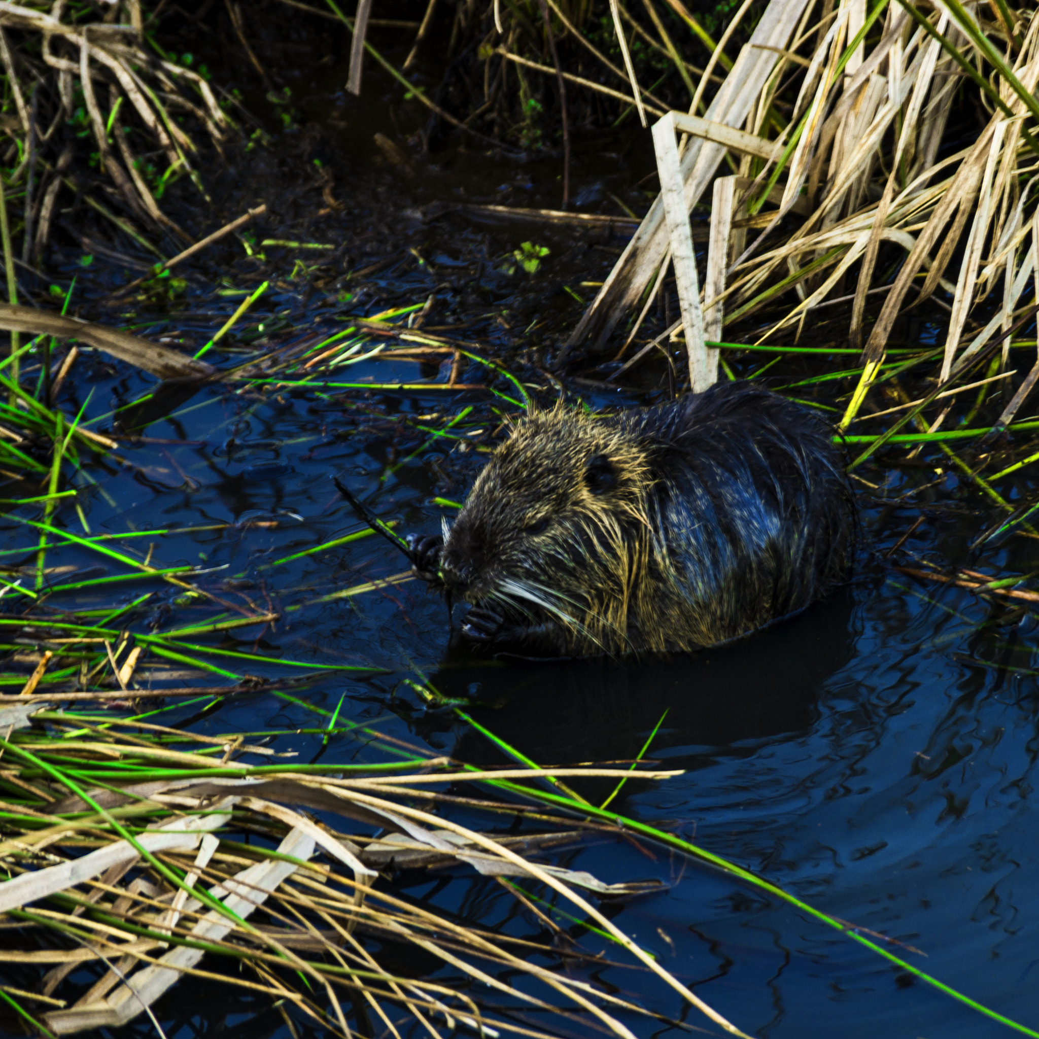 Pentax K-5 sample photo. Nutria ragondin photography