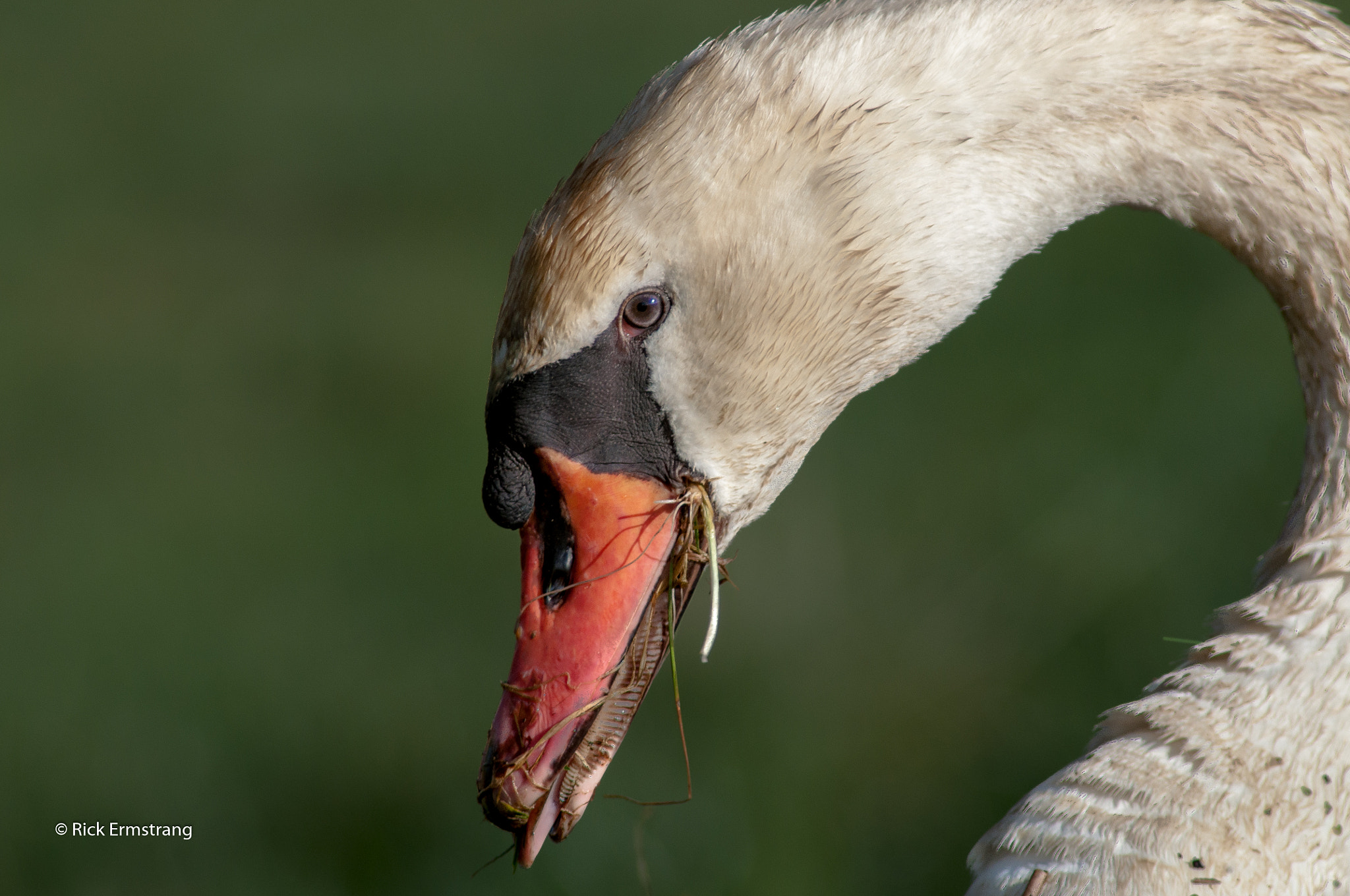 AF Nikkor 180mm f/2.8 IF-ED sample photo. Swan photography