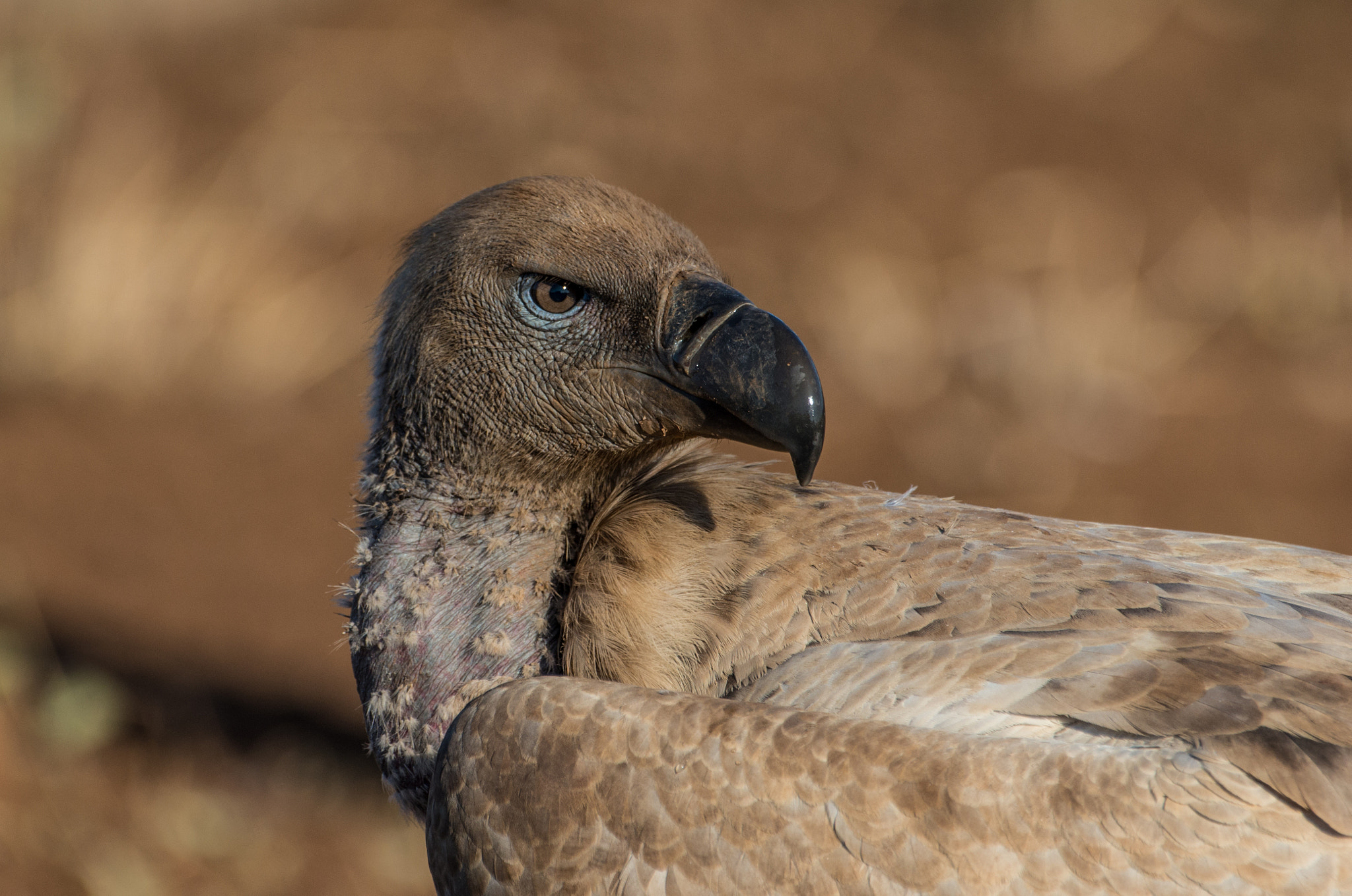 Pentax K-5 II + Pentax D FA 150-450mm F4.5-5.6 ED DC AW sample photo. Vulture with blue make-up photography