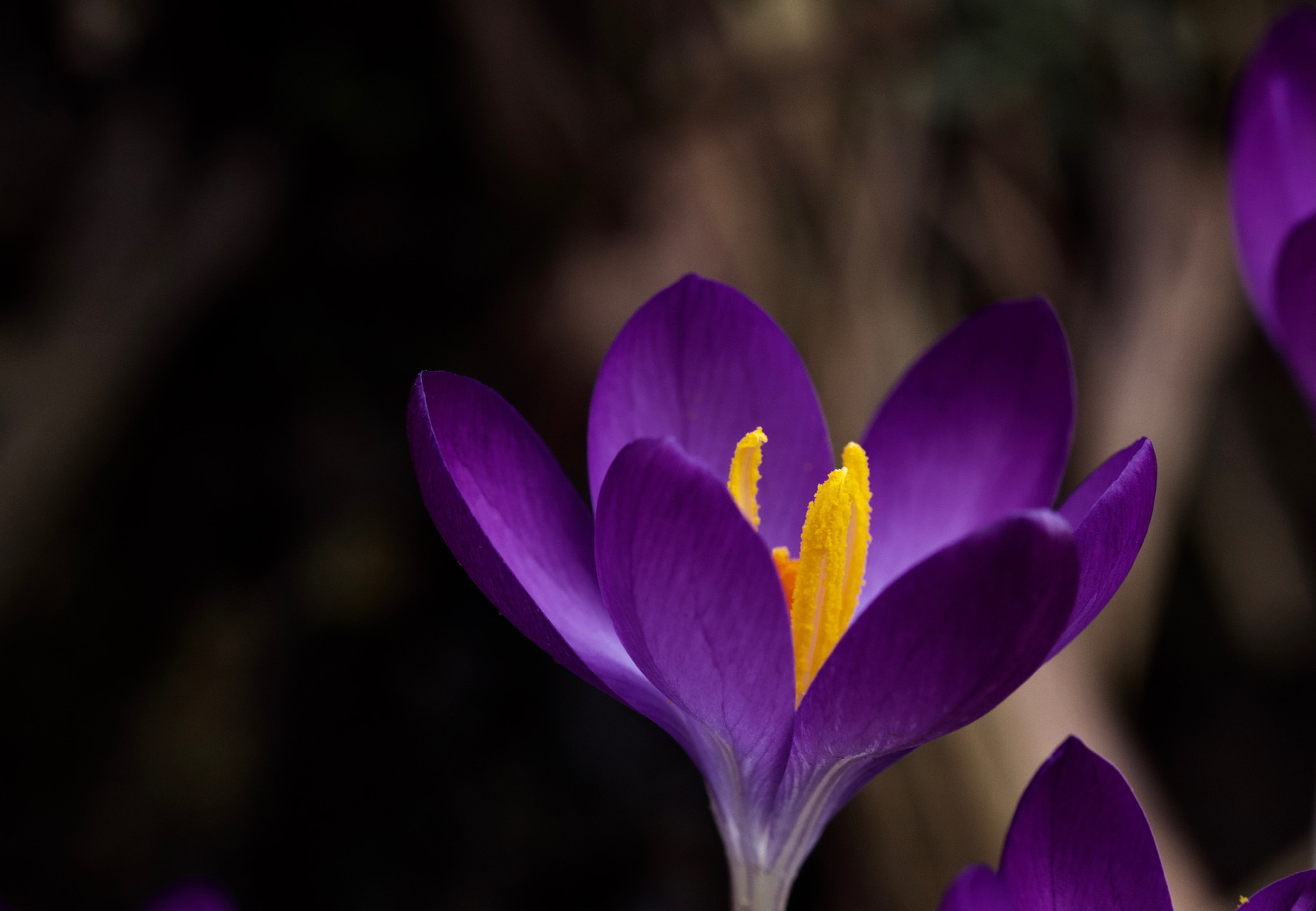 Canon EF 100mm F2.8L Macro IS USM sample photo. Purple crocus photography