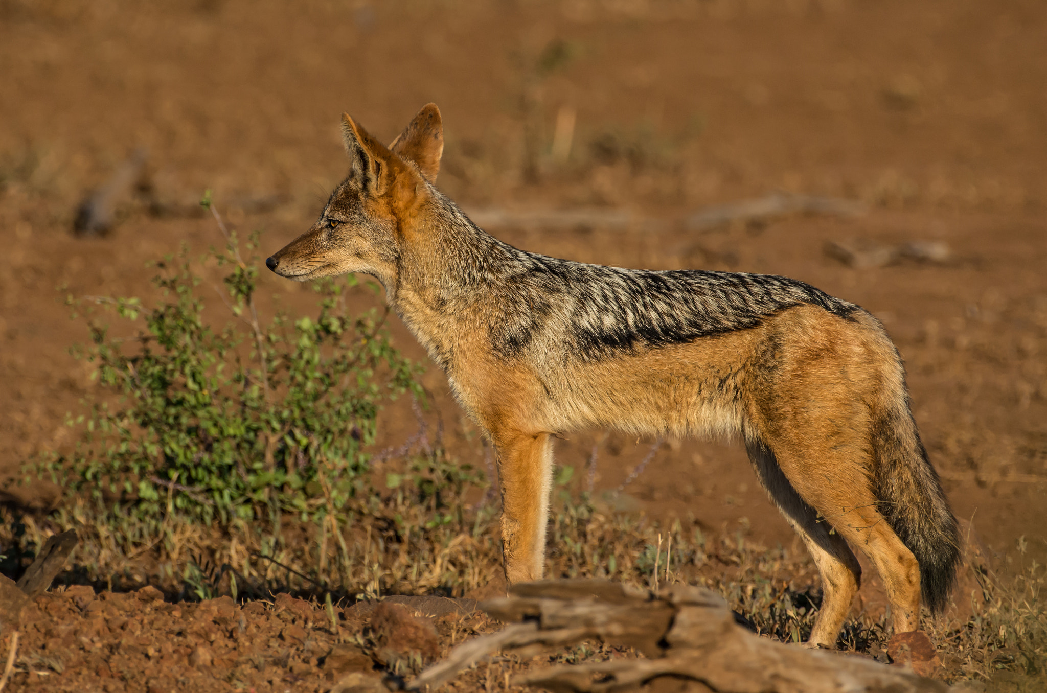 Pentax K-5 II sample photo. Jackal photography