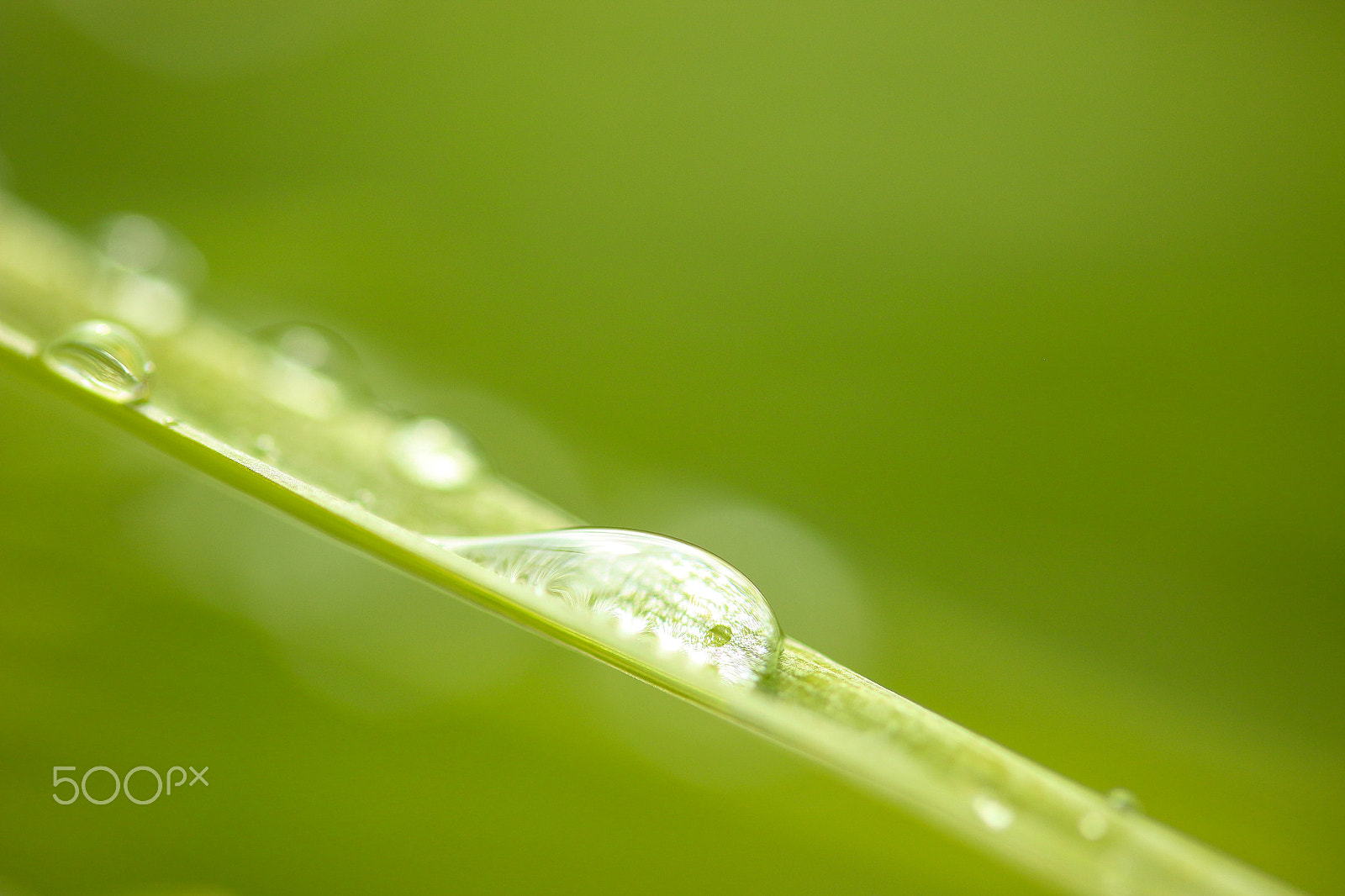 Canon EF-S 60mm F2.8 Macro USM sample photo. Close real close photography