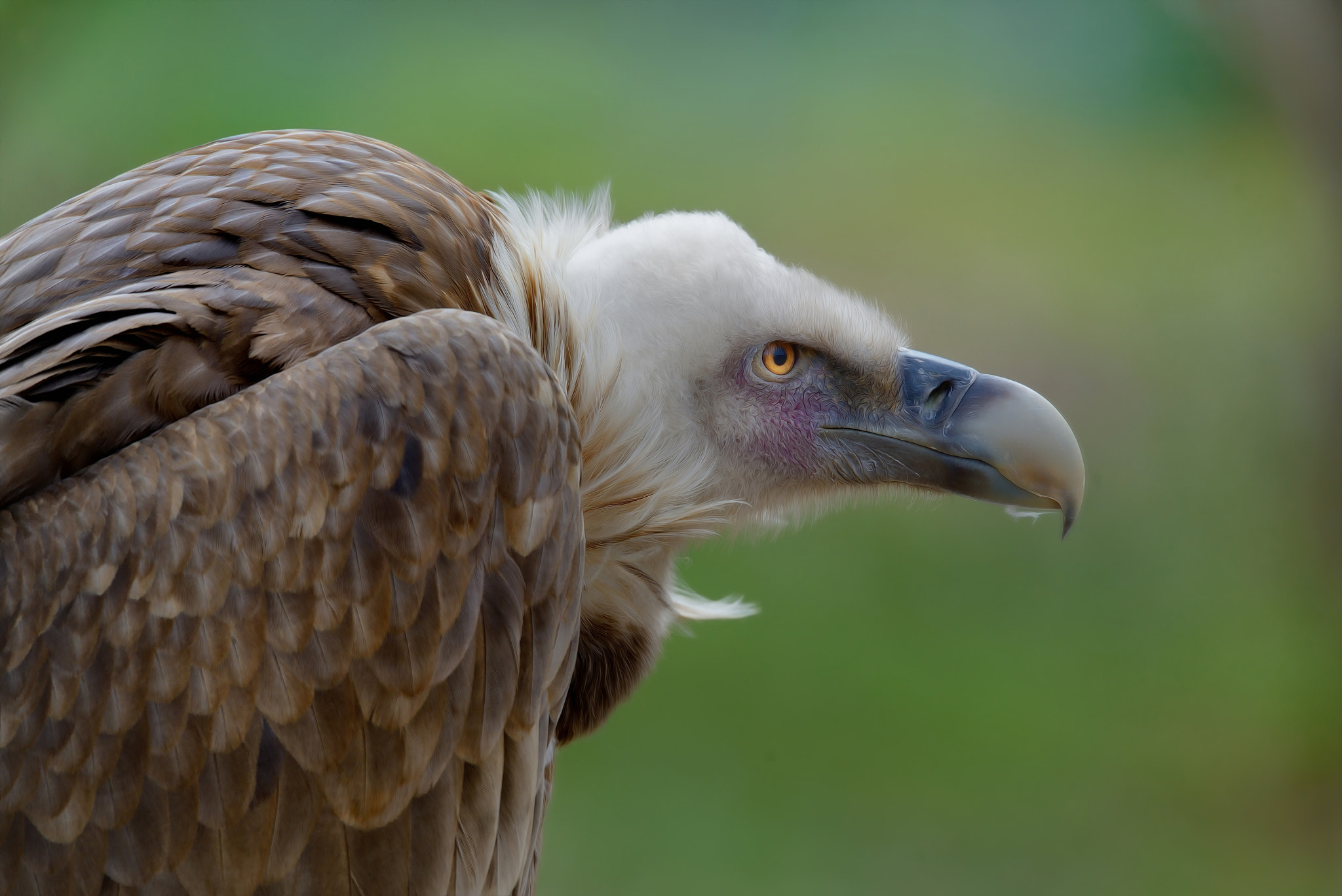 Nikon D800E + Sigma 150-600mm F5-6.3 DG OS HSM | S sample photo. The vulture photography