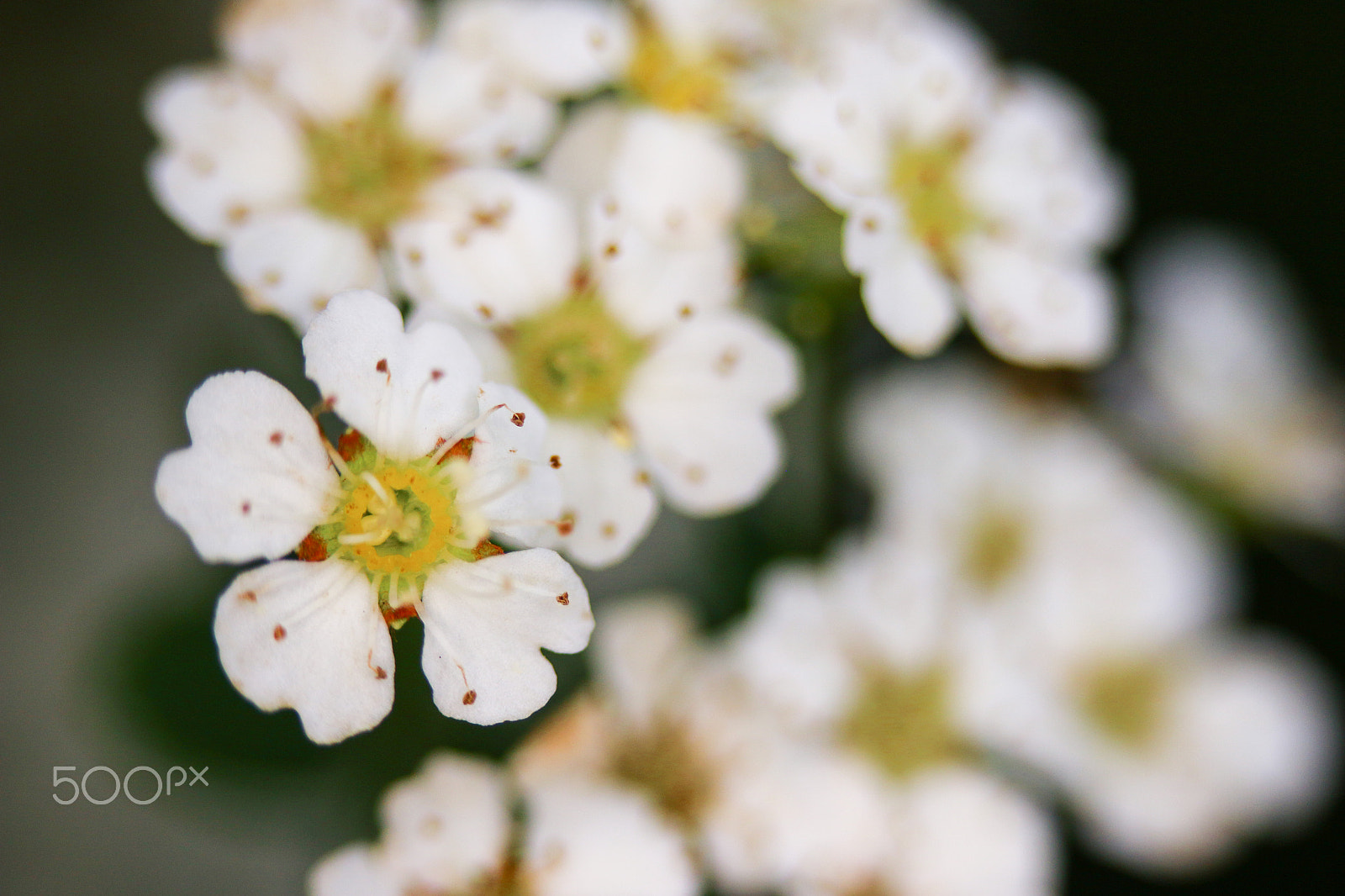 Canon EF-S 60mm F2.8 Macro USM sample photo. Close real close photography