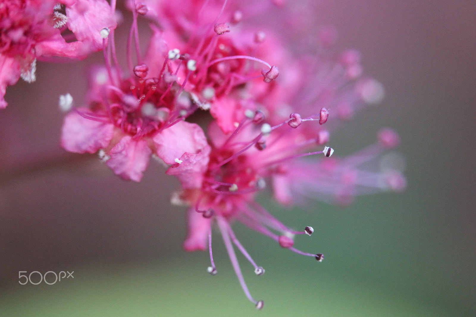 Canon EF-S 60mm F2.8 Macro USM sample photo. Close real close photography