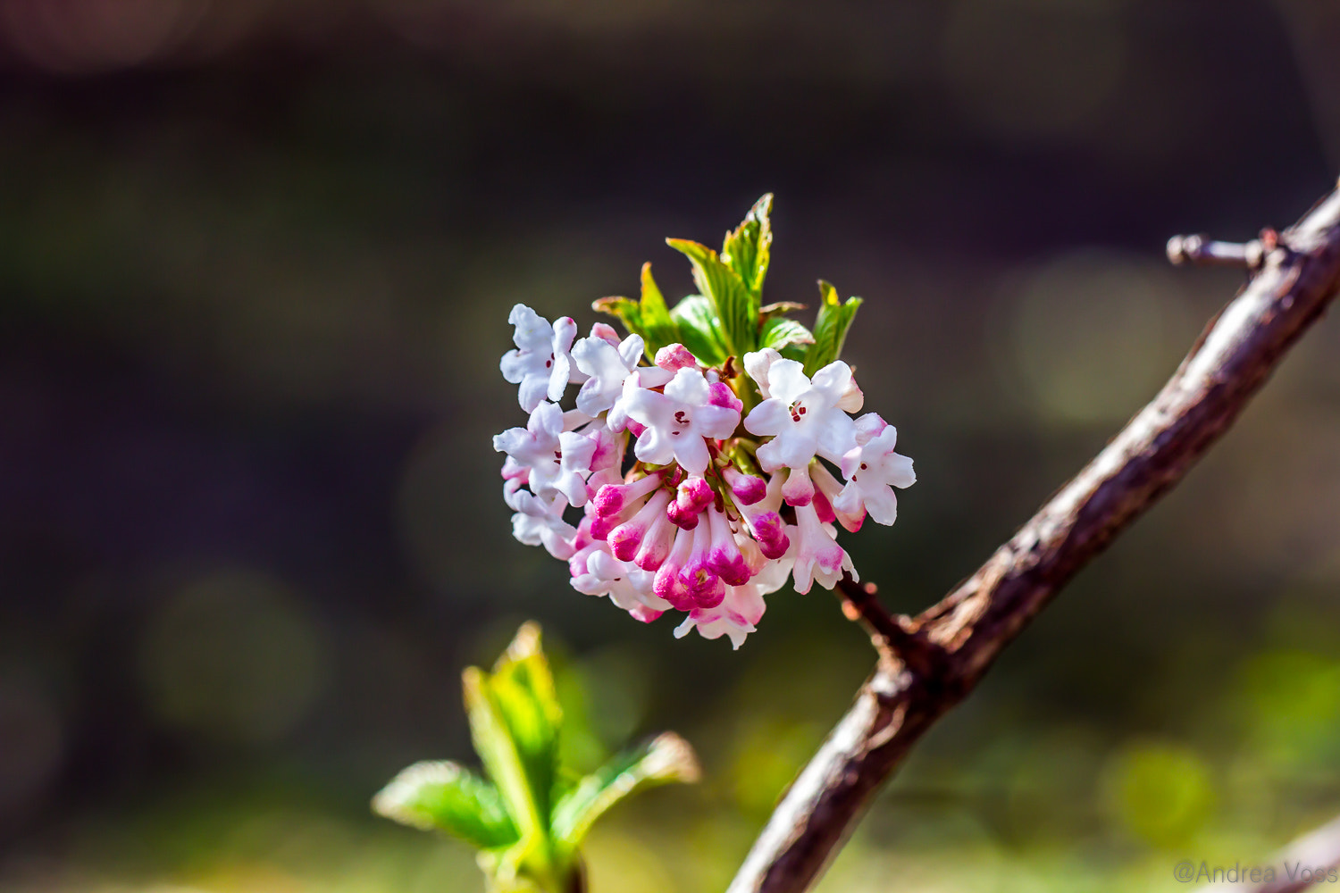 Canon EF 100mm F2.8L Macro IS USM sample photo. Spring is coming photography