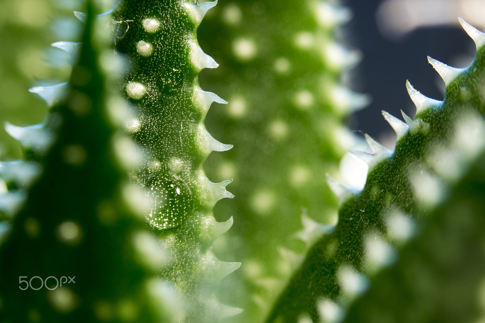 Canon EF-S 60mm F2.8 Macro USM sample photo. Close real close photography