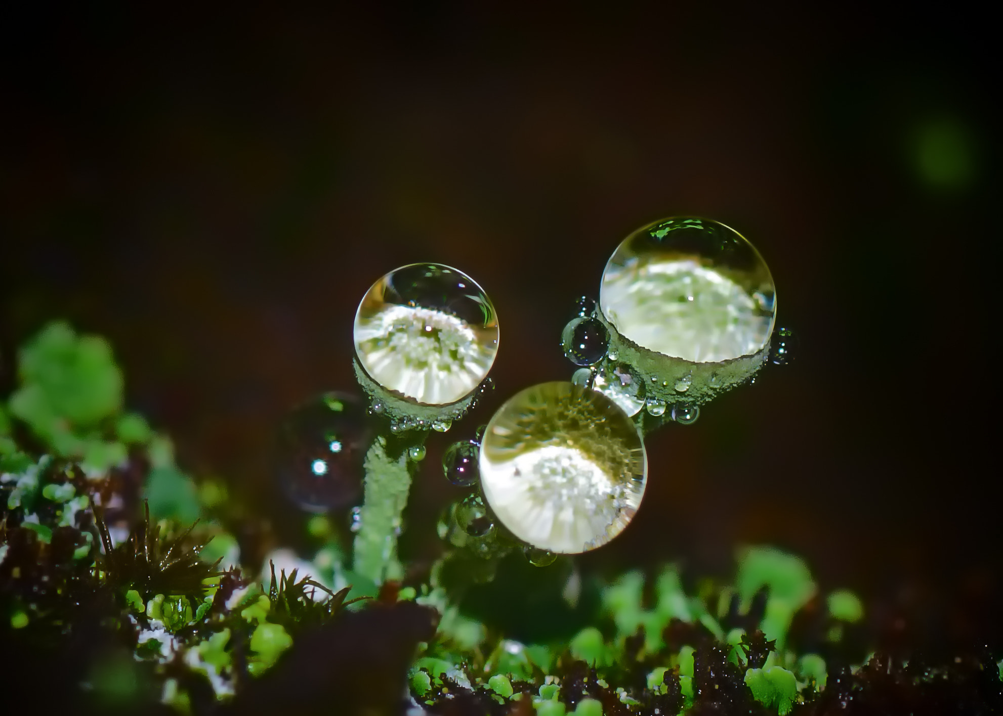 Nikon D5100 + Tamron SP 90mm F2.8 Di VC USD 1:1 Macro sample photo. Lichen cups with waterdrops. photography