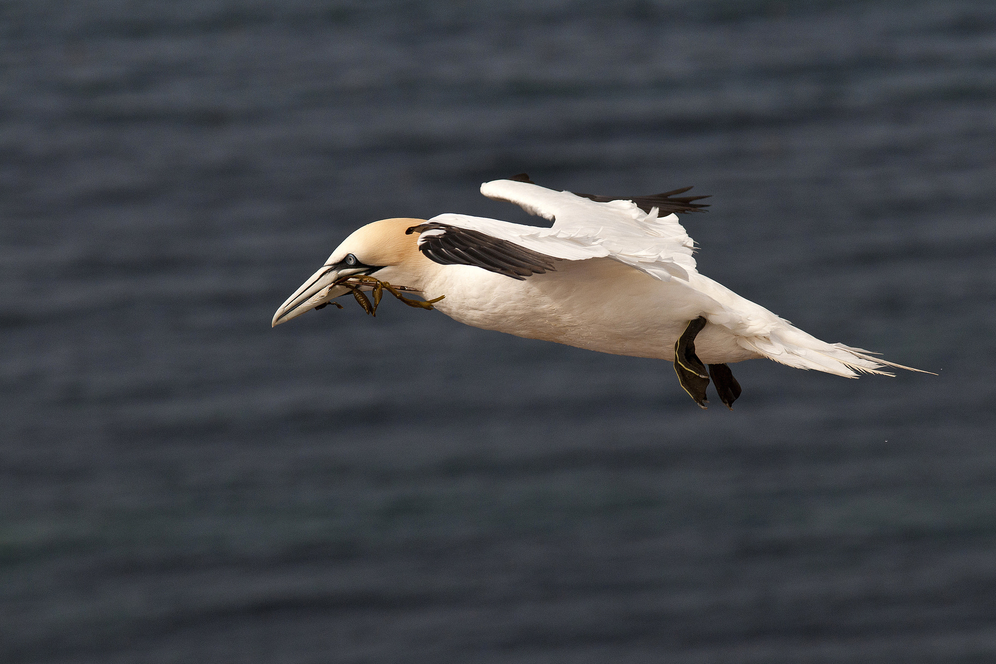 Nikon D300 + Sigma 70-200mm F2.8 EX DG OS HSM sample photo. Gannet photography