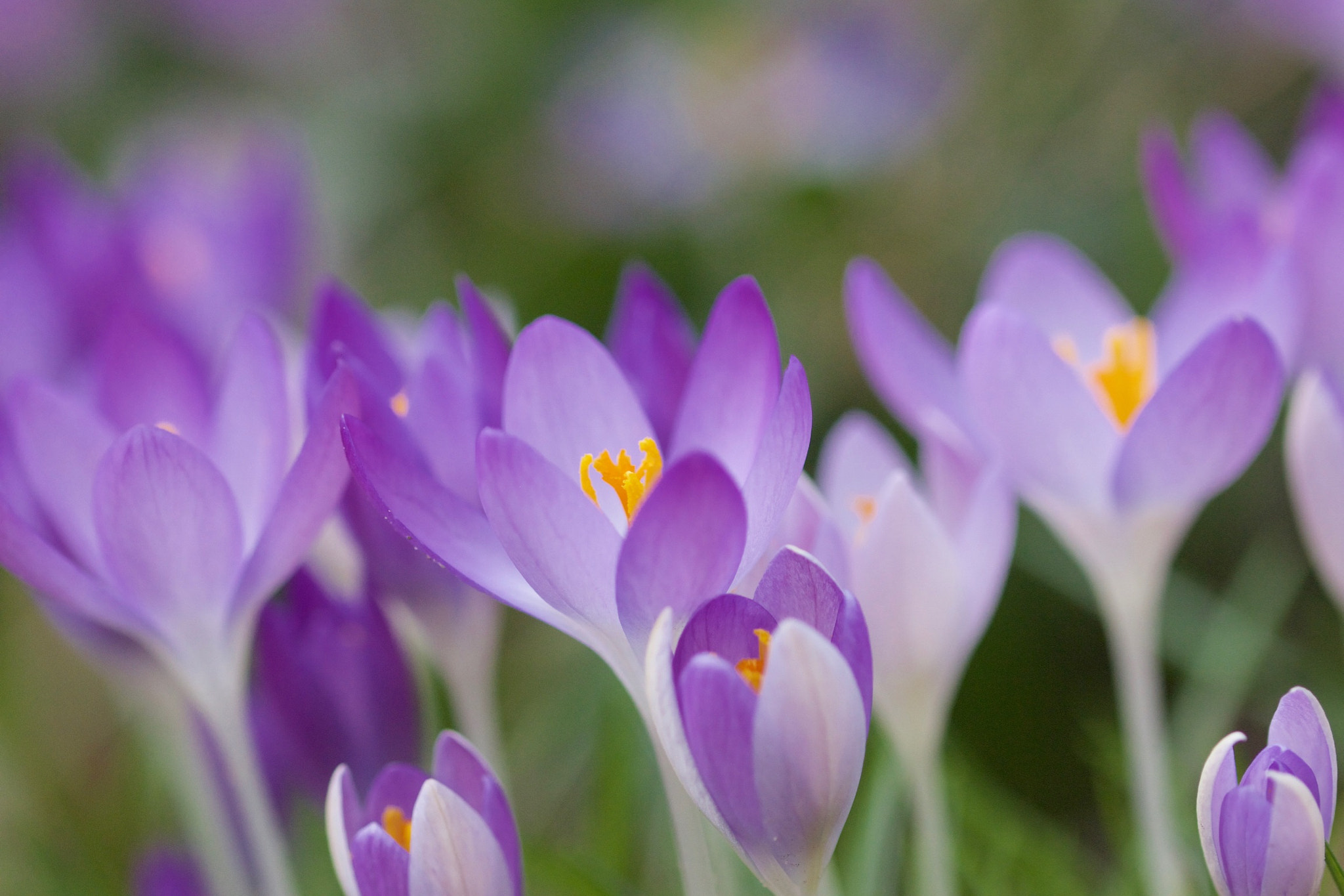 Canon EF 100mm F2.8L Macro IS USM sample photo. Ewake of spring photography