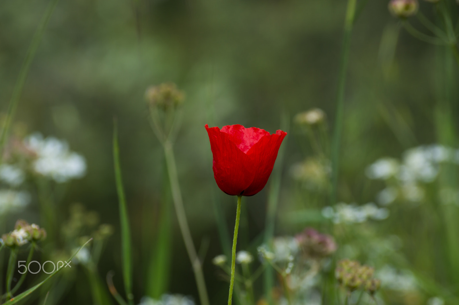 Nikon D3200 sample photo. Poppy photography