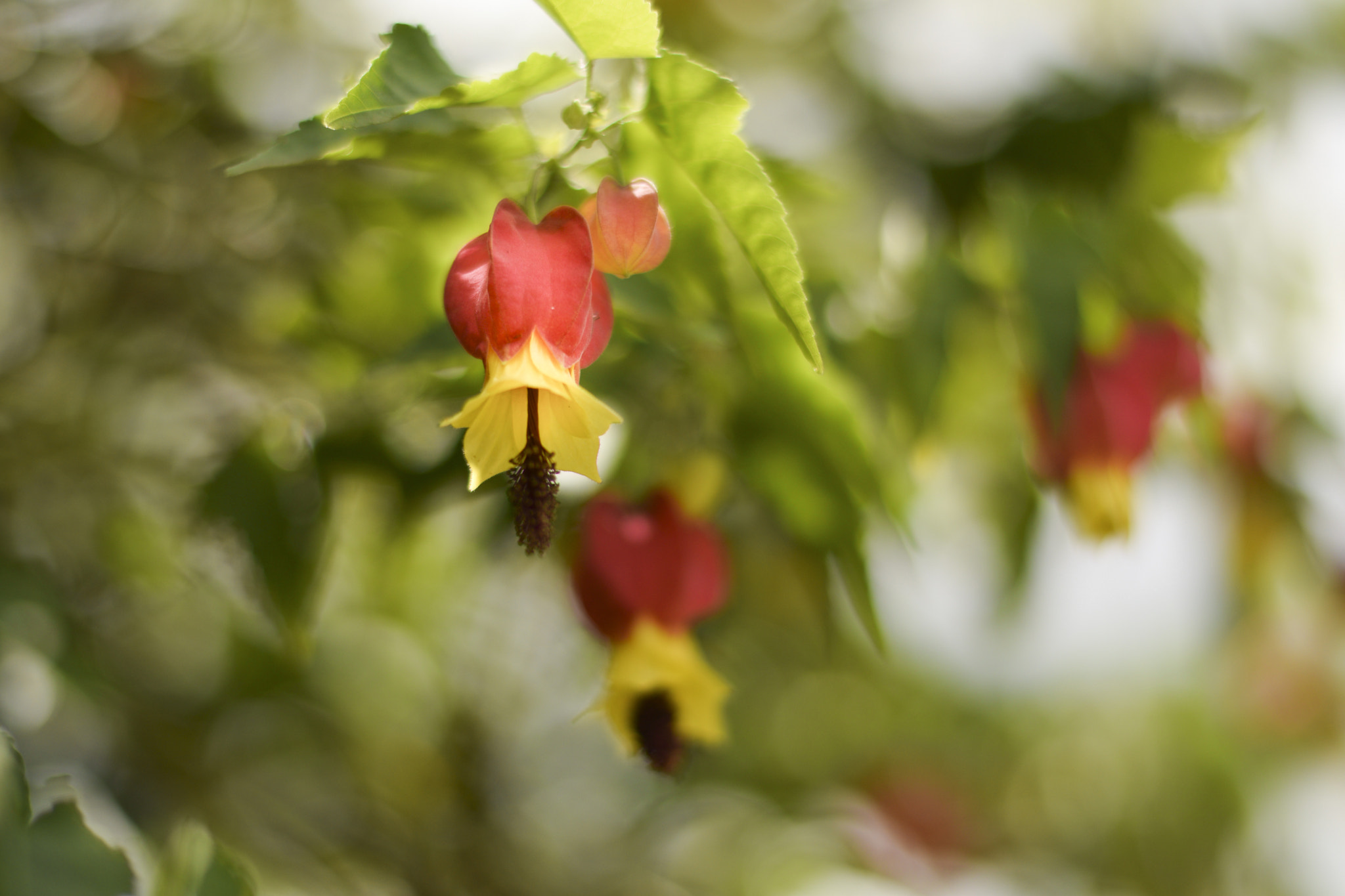 Nikon D5300 + Sigma 50mm F2.8 EX DG Macro sample photo