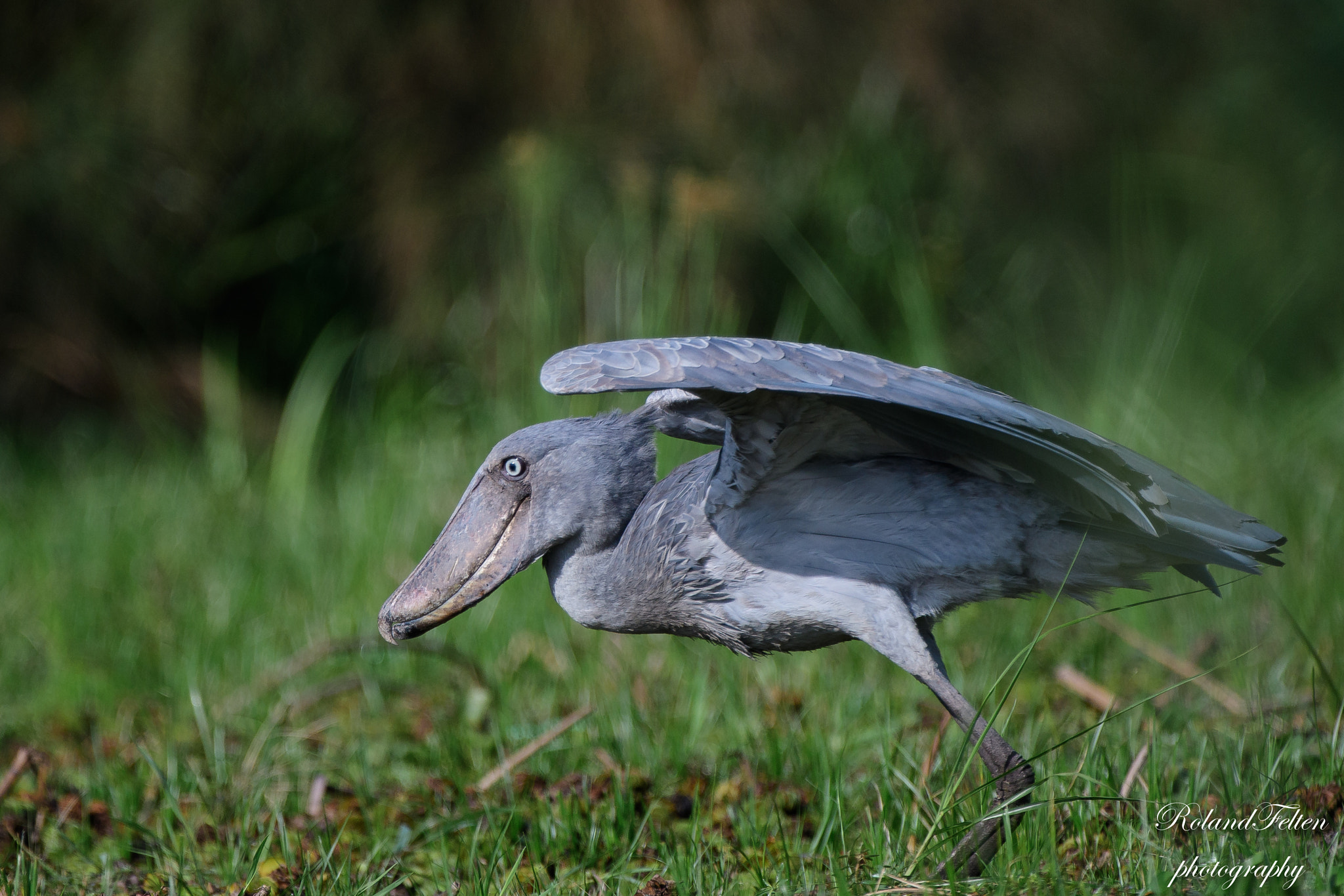 Nikon AF-S Nikkor 200-400mm F4G ED-IF VR sample photo. Ready for take-off photography