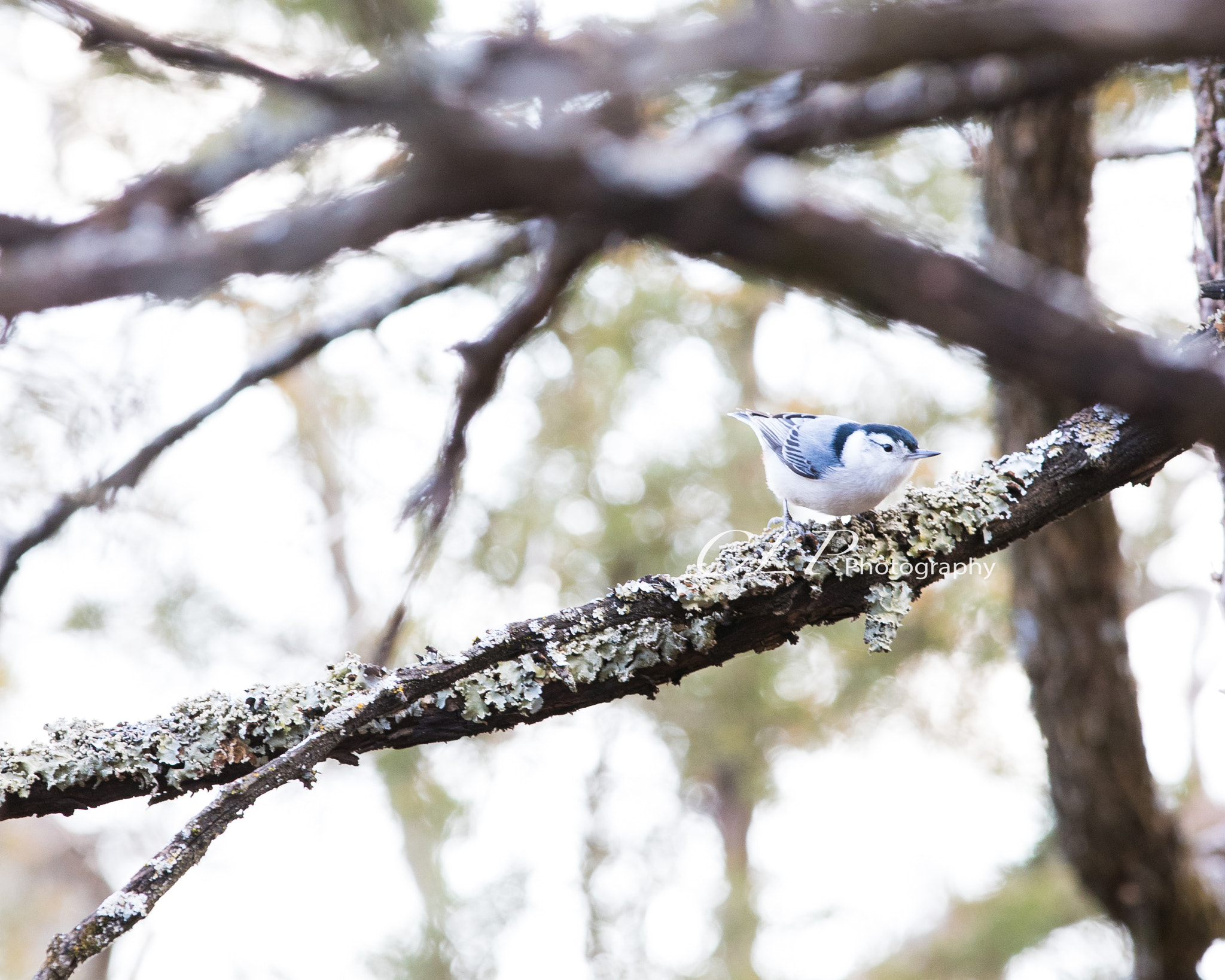 Canon EF 70-200mm F2.8L IS II USM sample photo. Bird photography