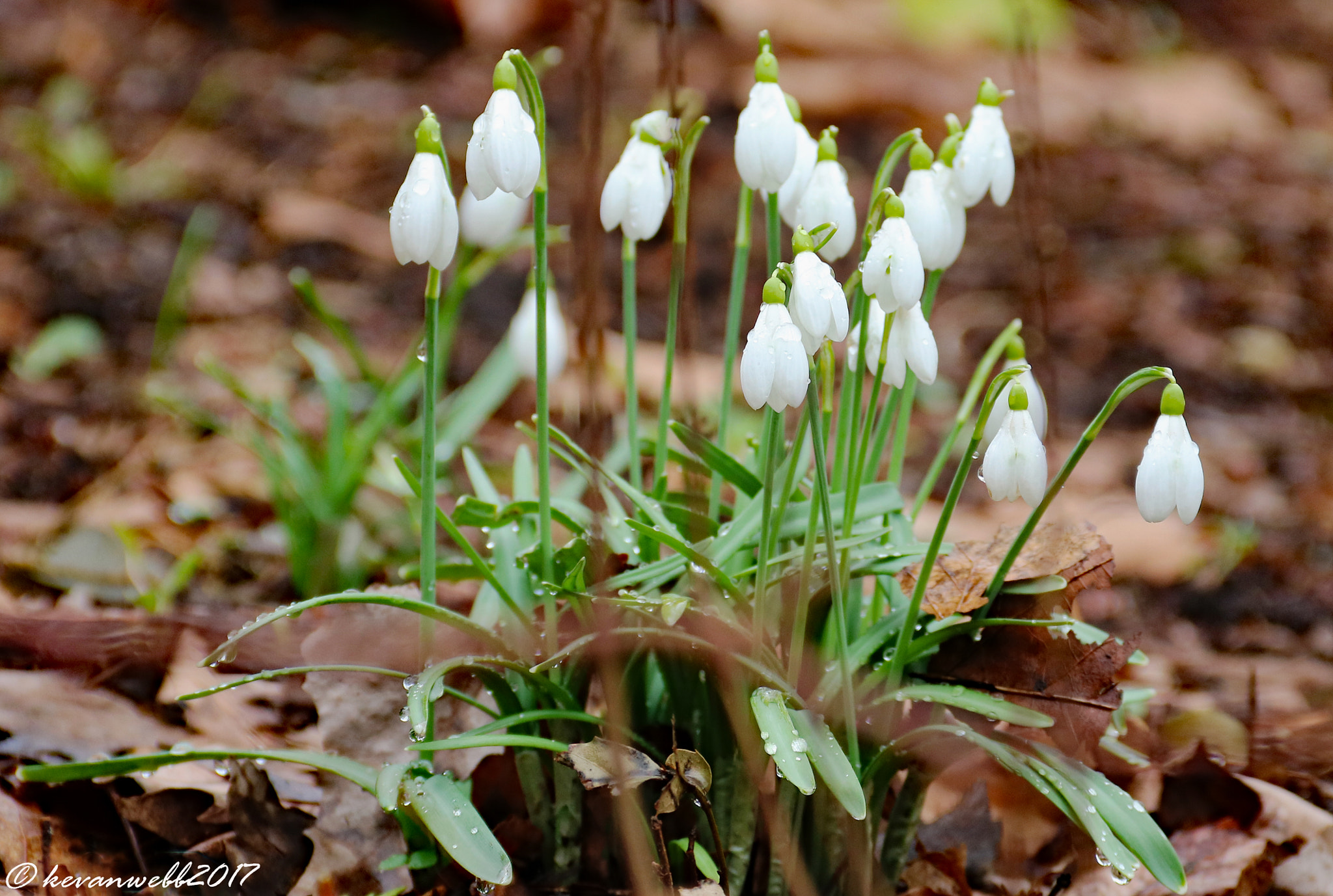 Canon EOS 760D (EOS Rebel T6s / EOS 8000D) + Canon EF-S 18-135mm F3.5-5.6 IS sample photo. Snowdrops close up photography