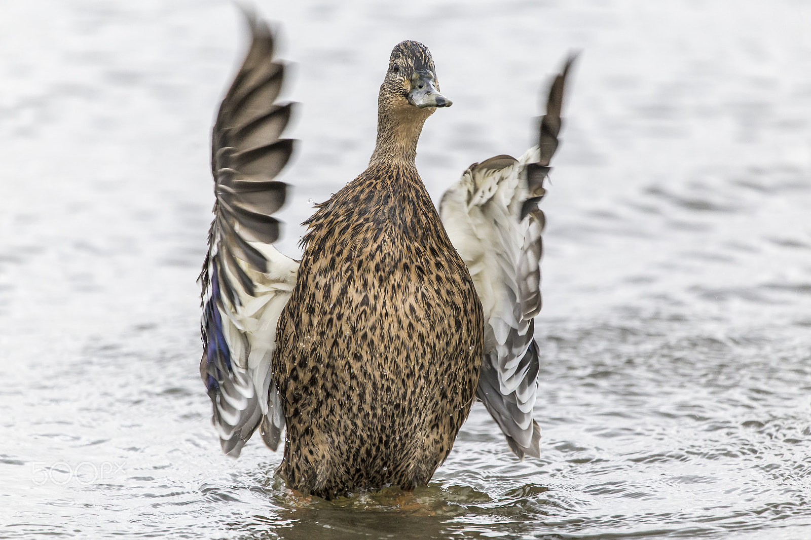 150-600mm F5-6.3 DG OS HSM | Contemporary 015 sample photo. Lodmoor mallard photography