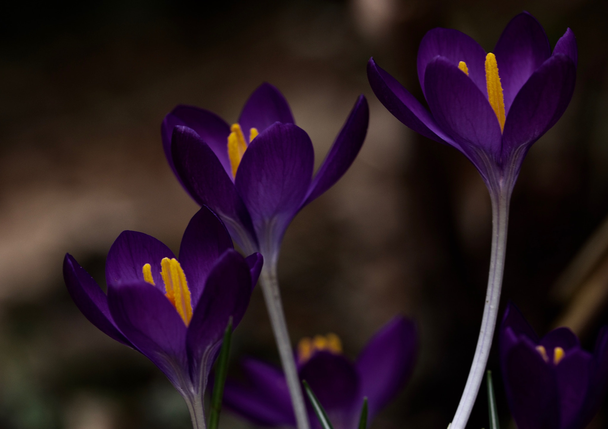 Canon EF 100mm F2.8L Macro IS USM sample photo. Dancing crocuses photography