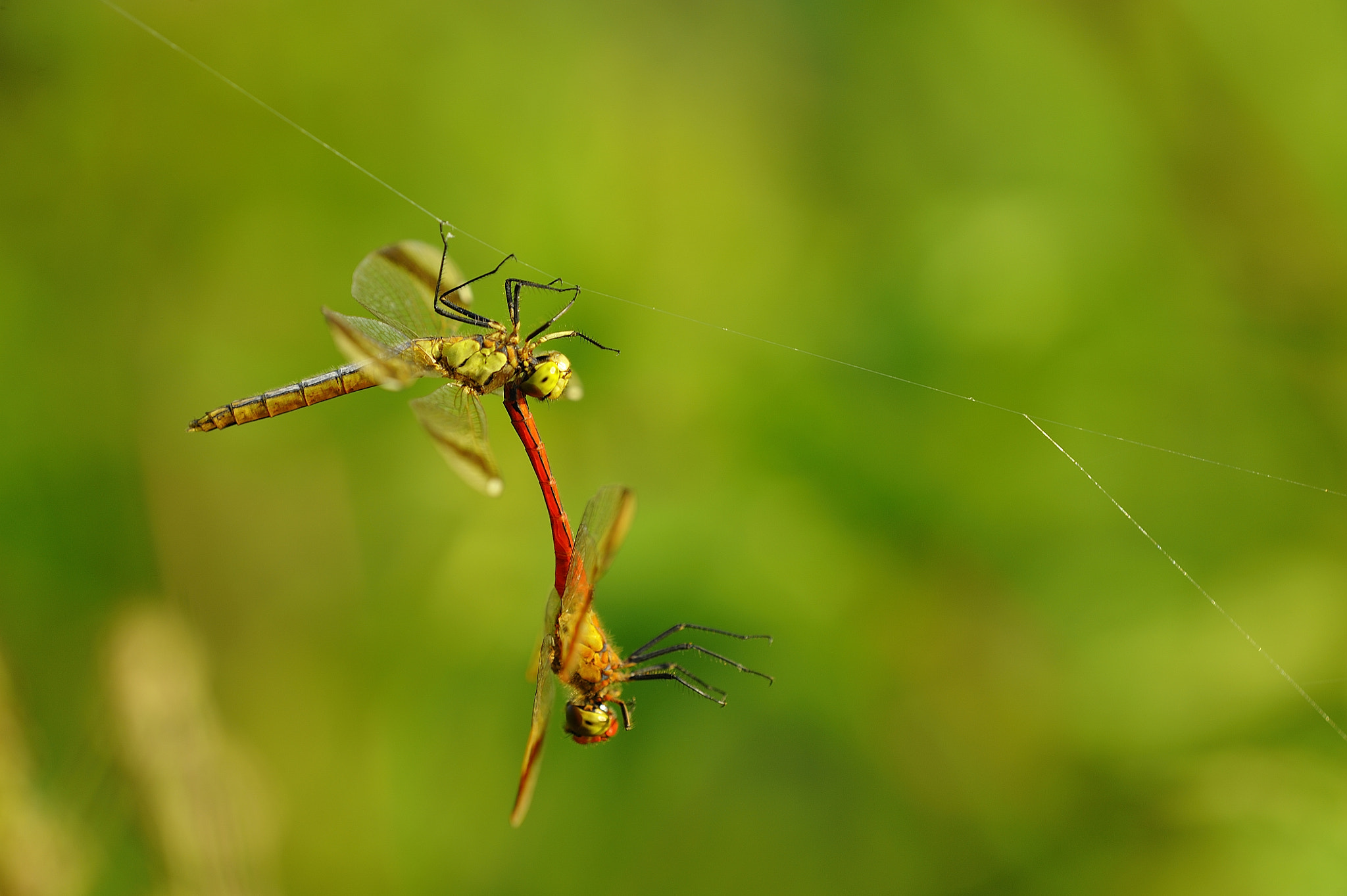 Nikon D700 sample photo. Hanging by a thread. photography