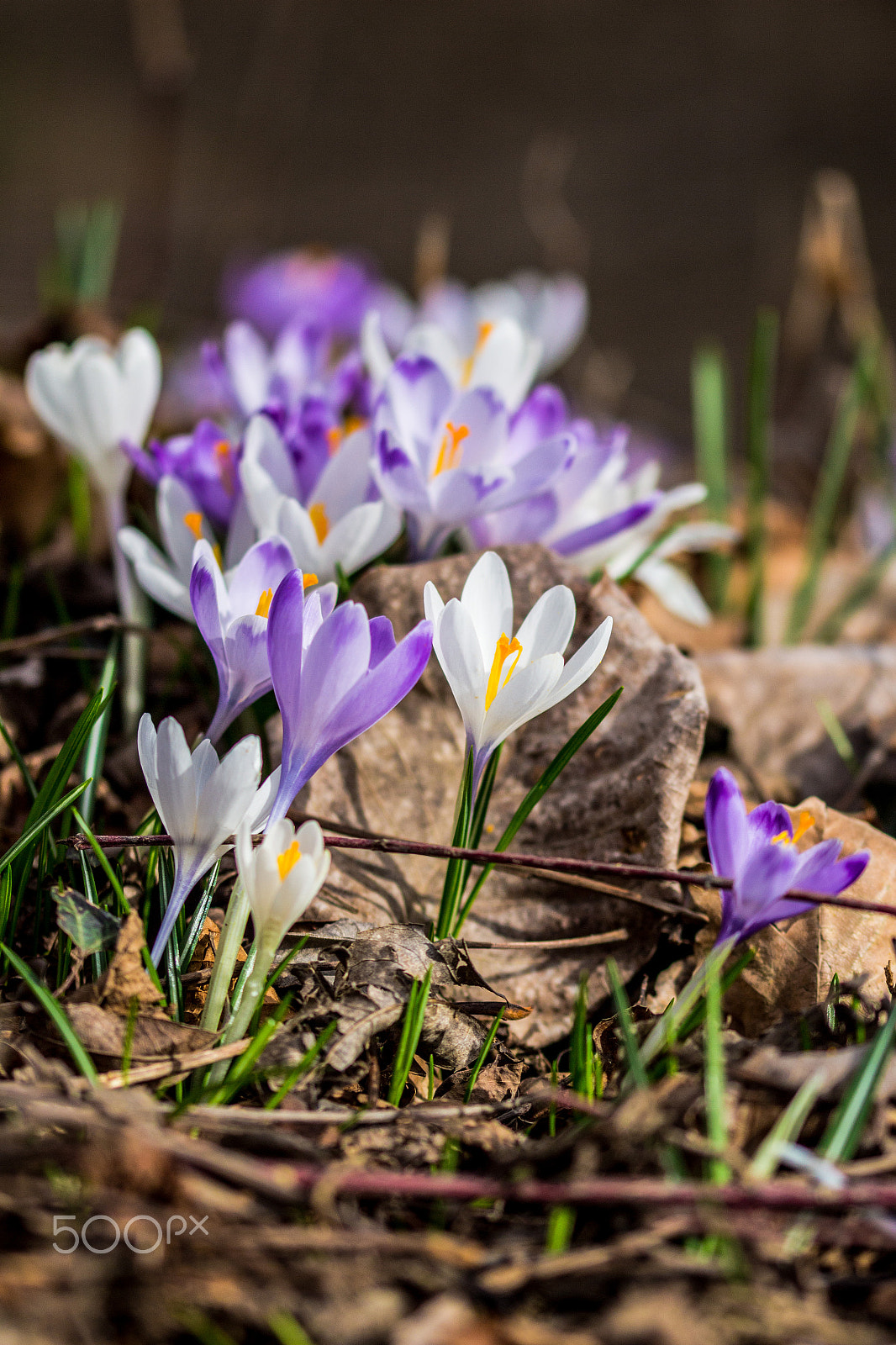 Sigma 105mm F2.8 EX DG OS HSM sample photo. Angoli di primavera photography