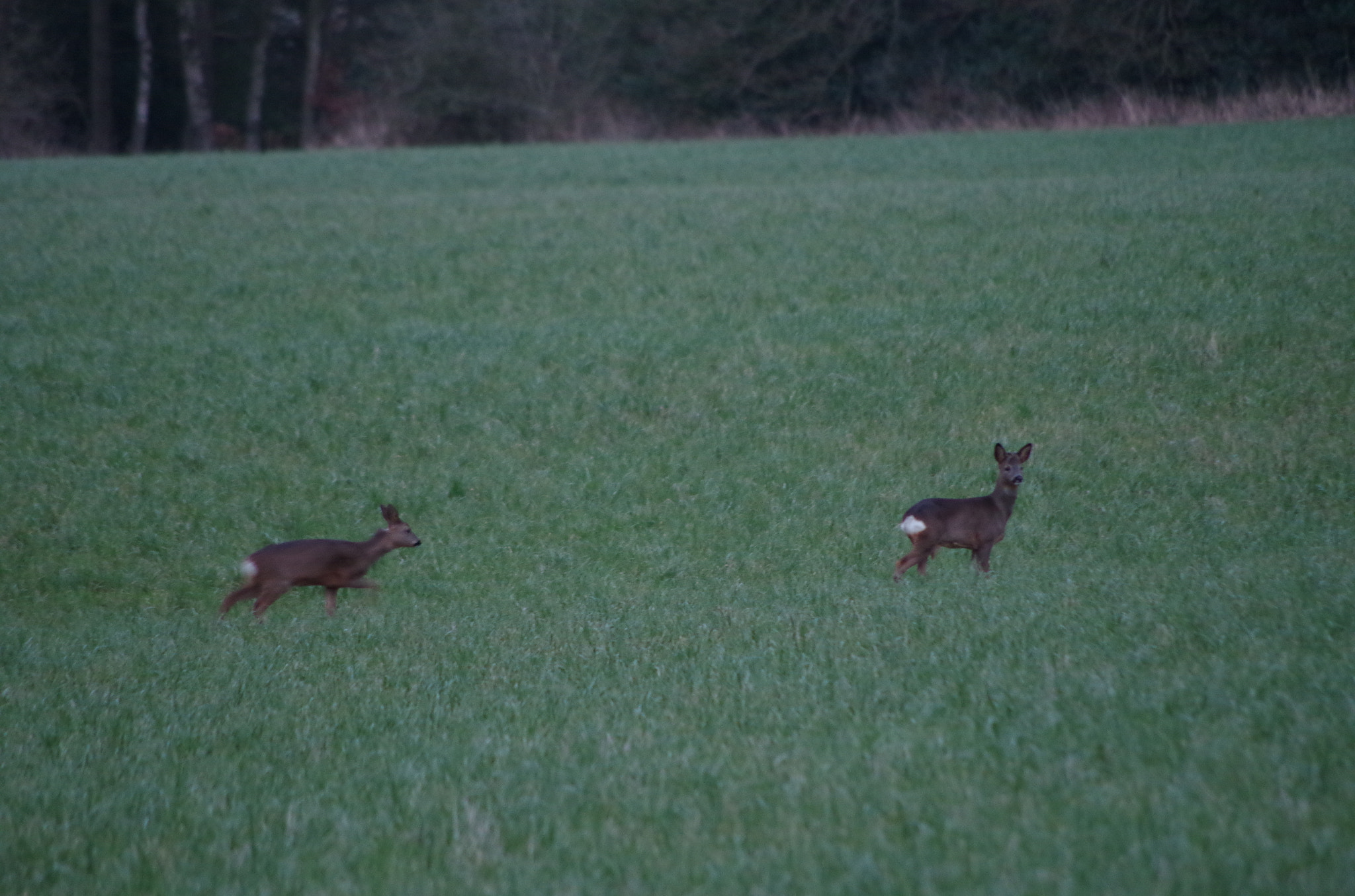 Pentax K-50 + HD Pentax DA 55-300mm F4.0-5.8 ED WR sample photo. Deer photography