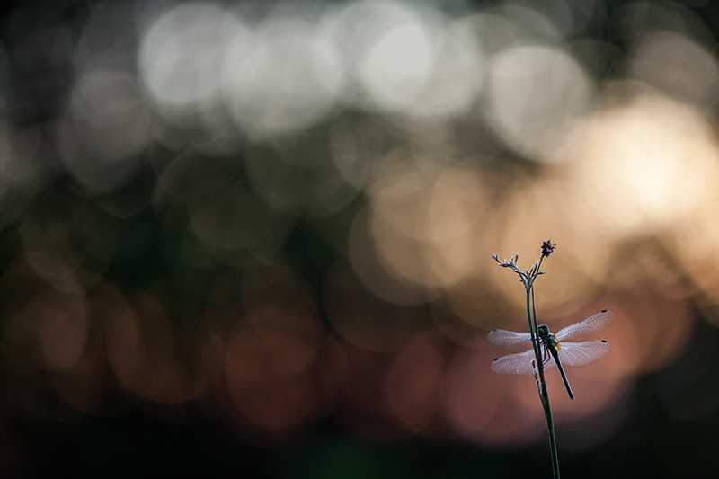 Canon EF 180mm F3.5L Macro USM sample photo. The sun has gone and left only colors. photography