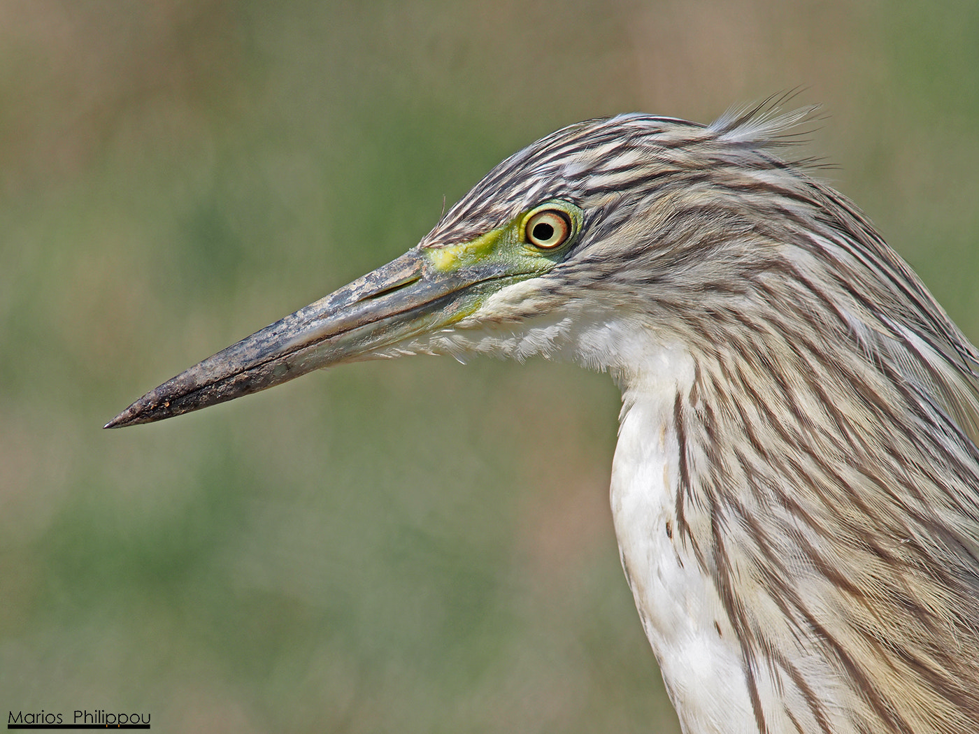 Olympus OM-D E-M5 sample photo. Squacco heron photography