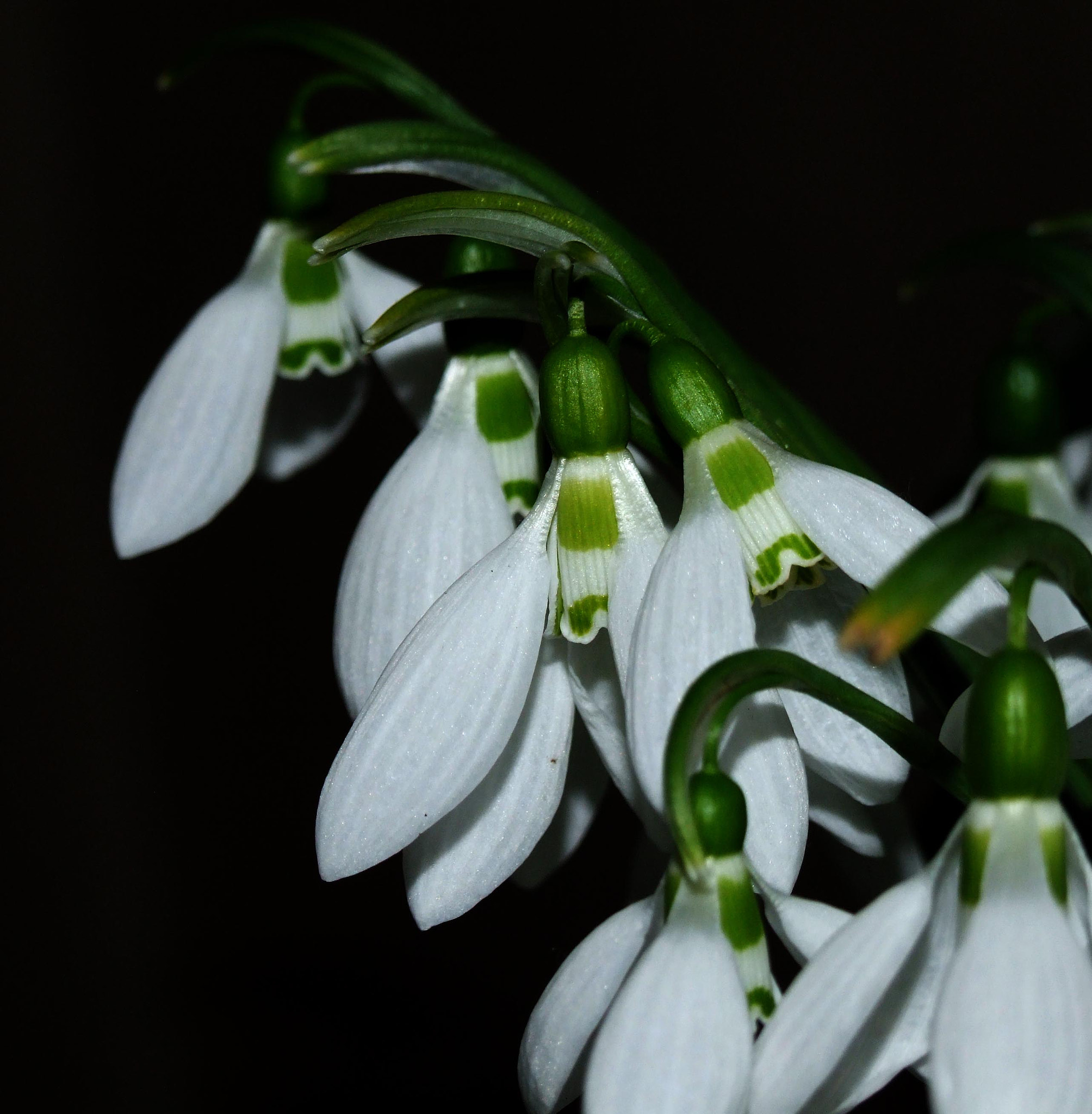 Fujifilm FinePix S9600 sample photo. The first flowers photography