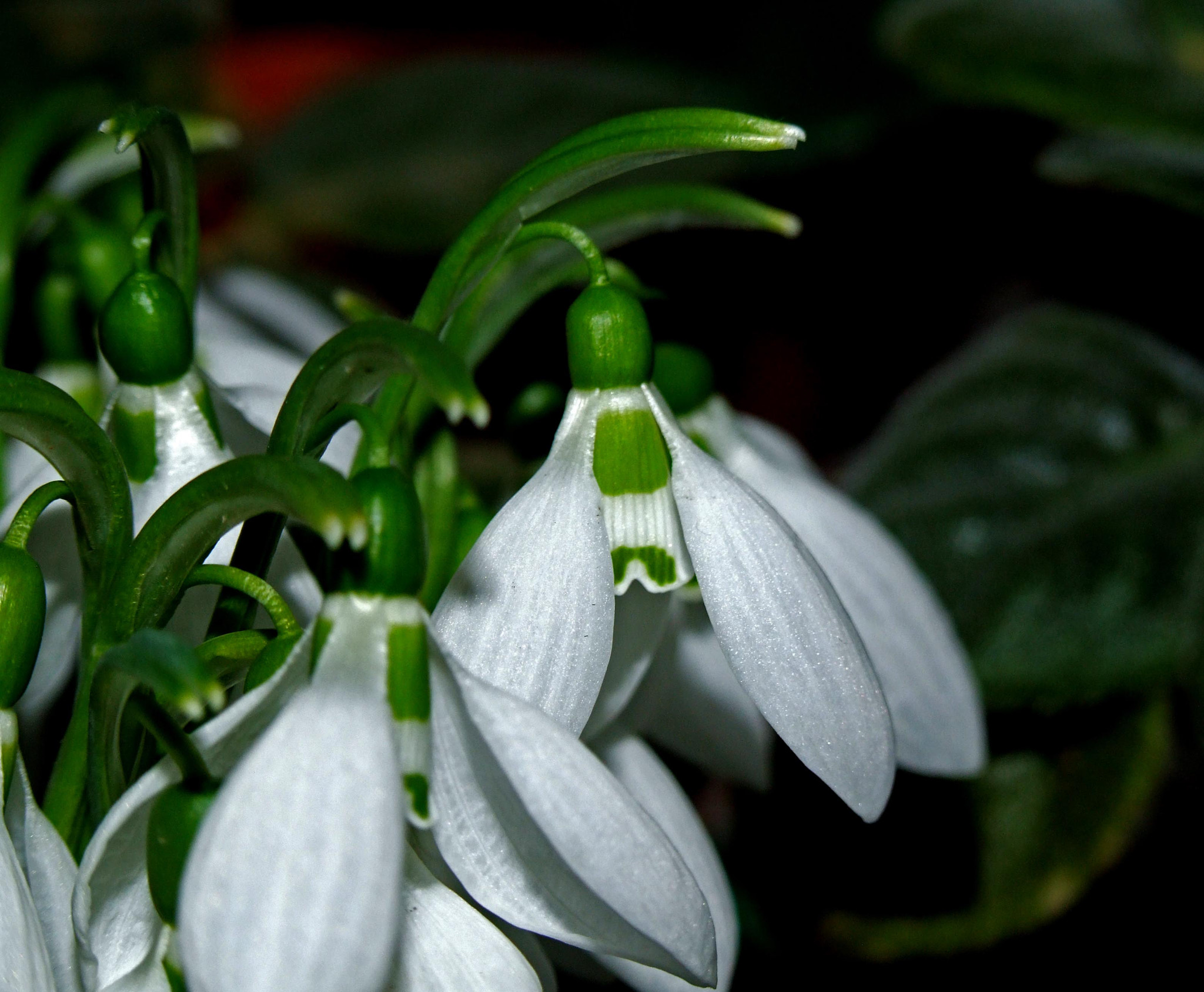 Fujifilm FinePix S9600 sample photo. The first flowers photography