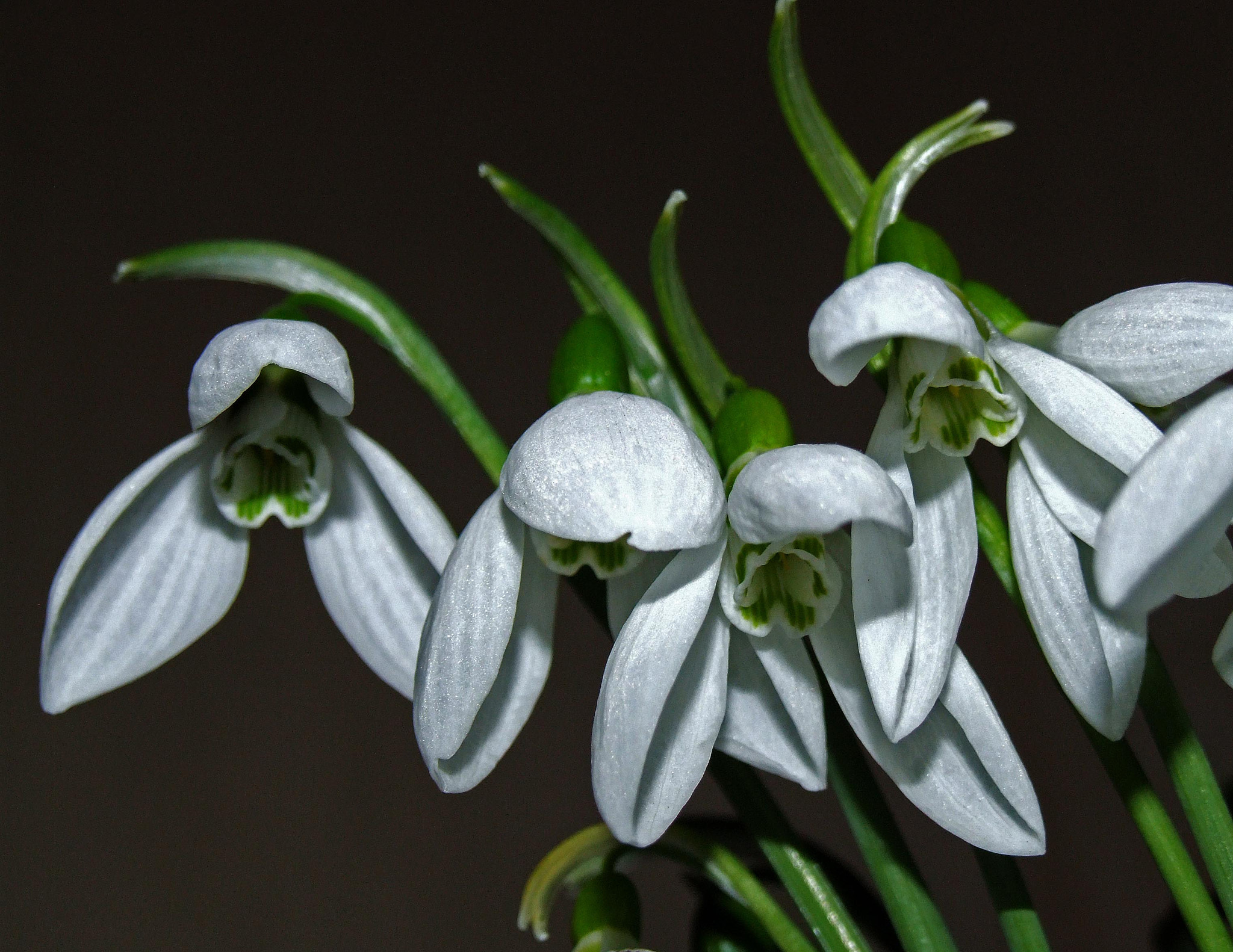 Fujifilm FinePix S9600 sample photo. The first flowers photography