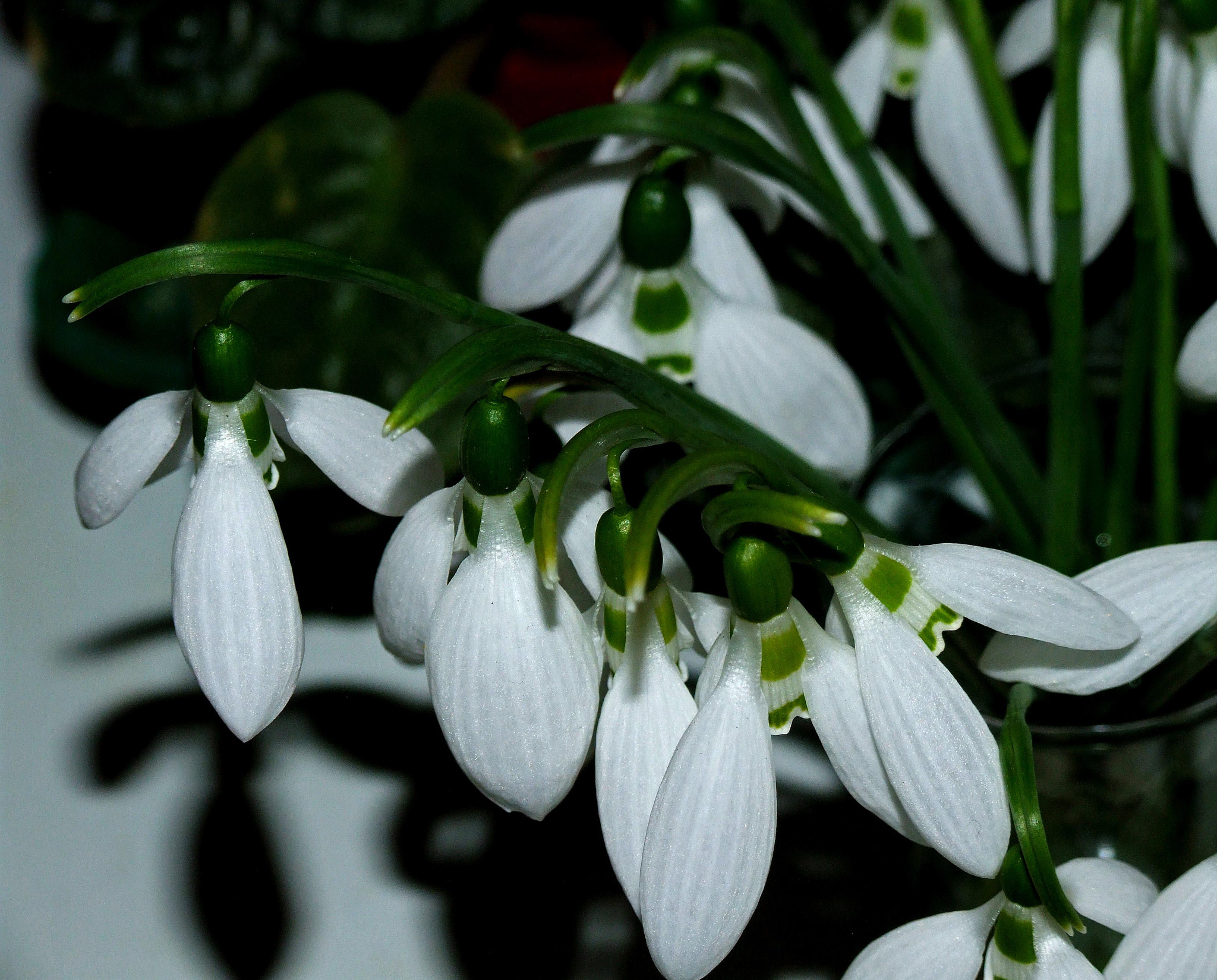 Fujifilm FinePix S9600 sample photo. The first flowers photography